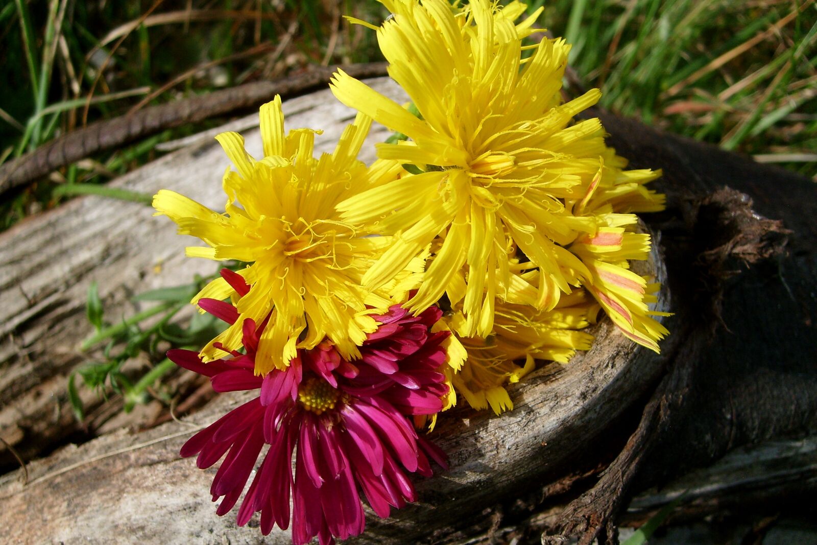 Samsung KENOX S730  / Samsung S730 sample photo. Flowers, composition, nature photography