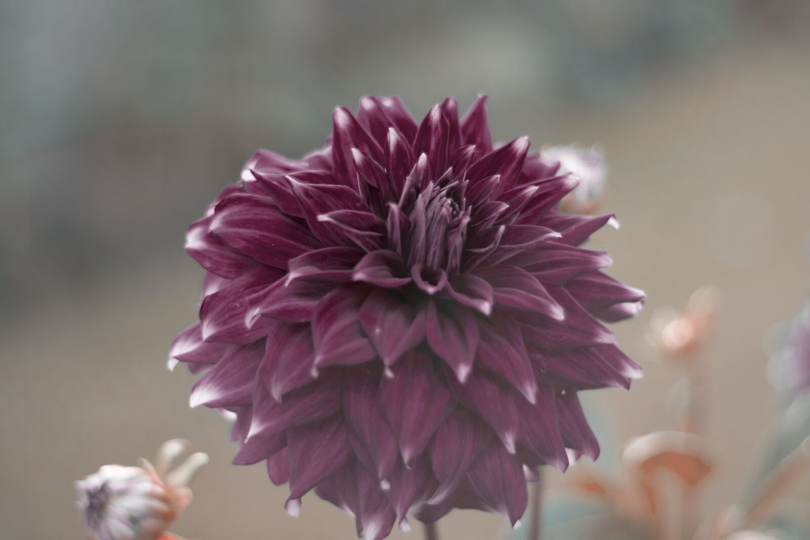 Nikon D3300 sample photo. Flower, magenta, maroon photography