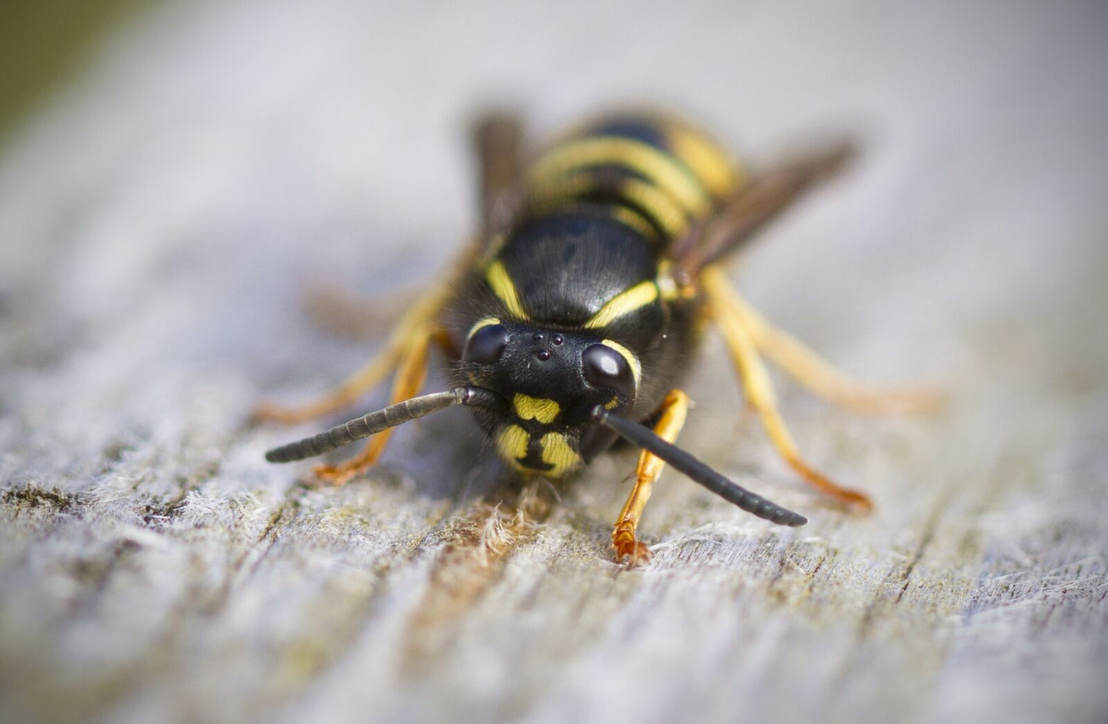 Canon EF 100mm F2.8L Macro IS USM sample photo. Wasp, macro, insect photography