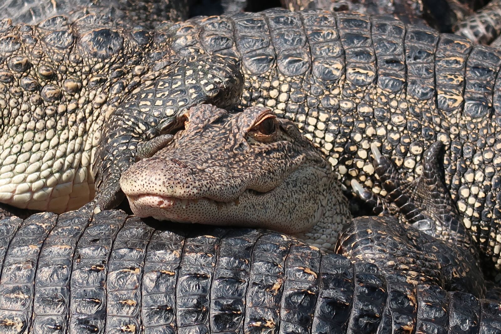 Canon PowerShot G7 X Mark II sample photo. Alligator, crocodile, predator photography