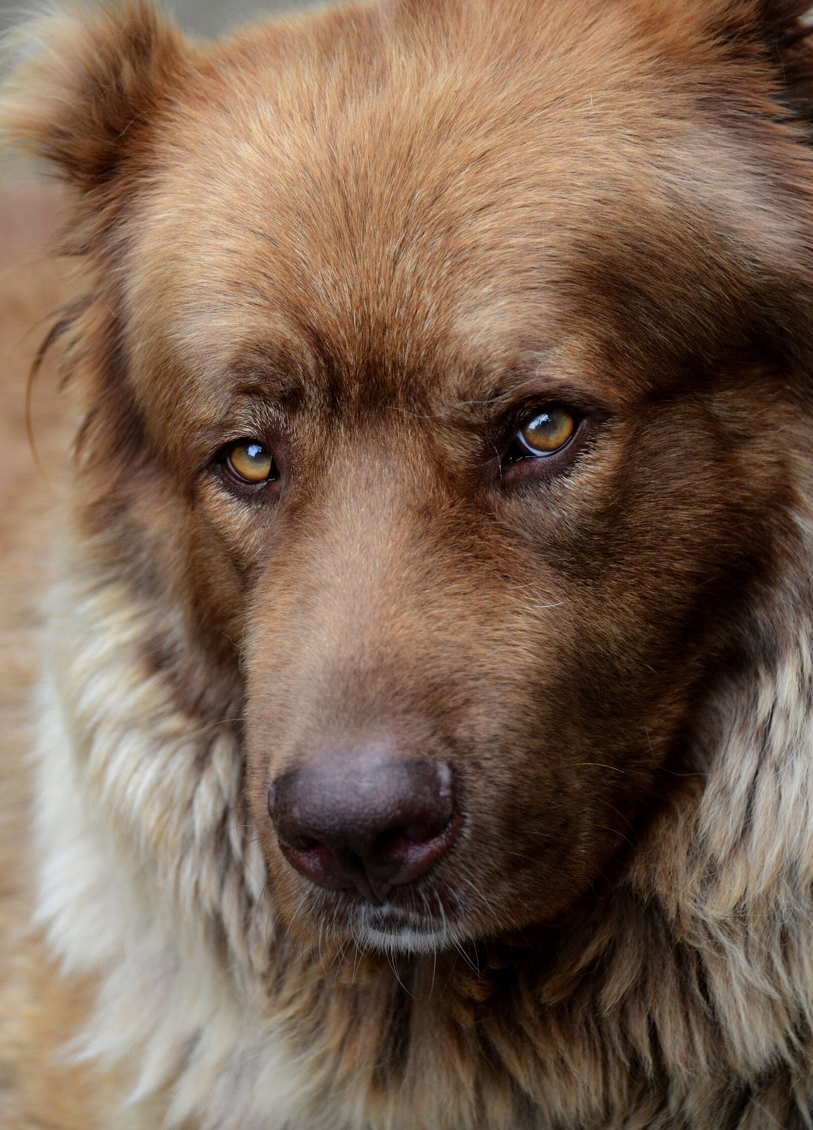 Nikon D800 sample photo. Dog, animal, canine photography