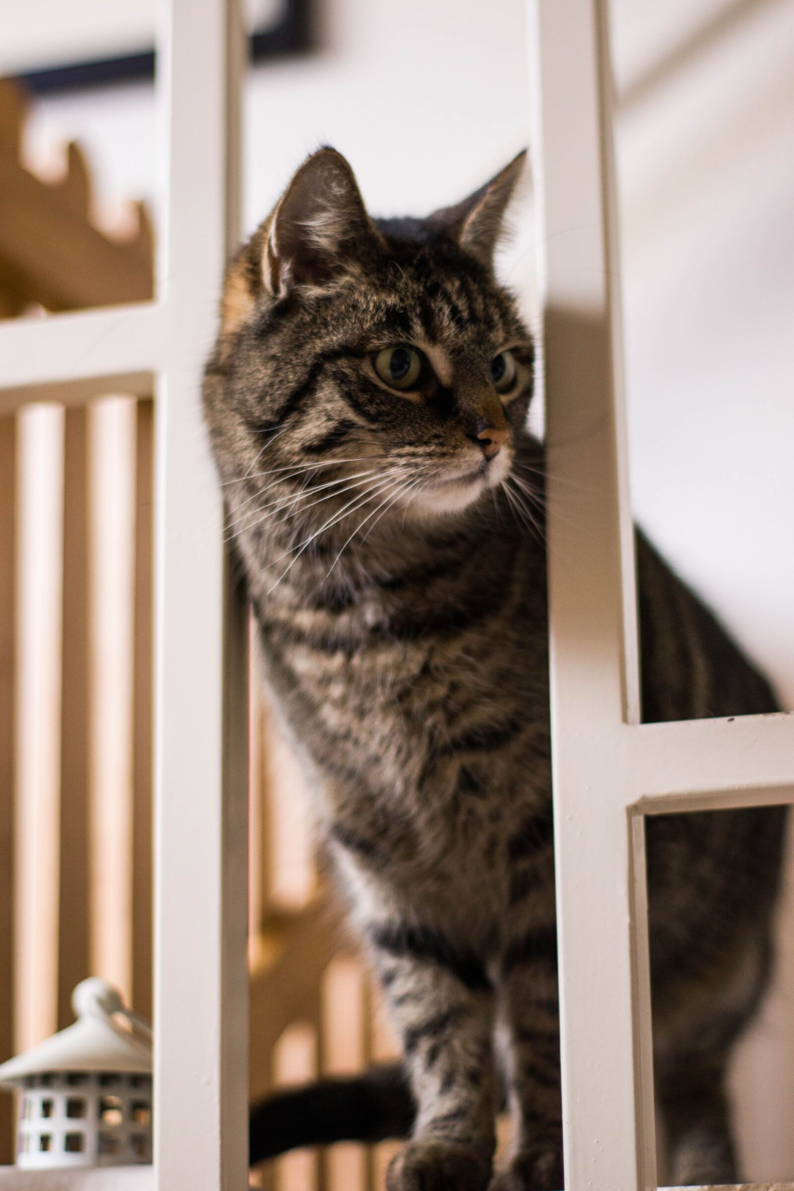 Canon EOS M50 (EOS Kiss M) sample photo. Cat, animals, kitten photography