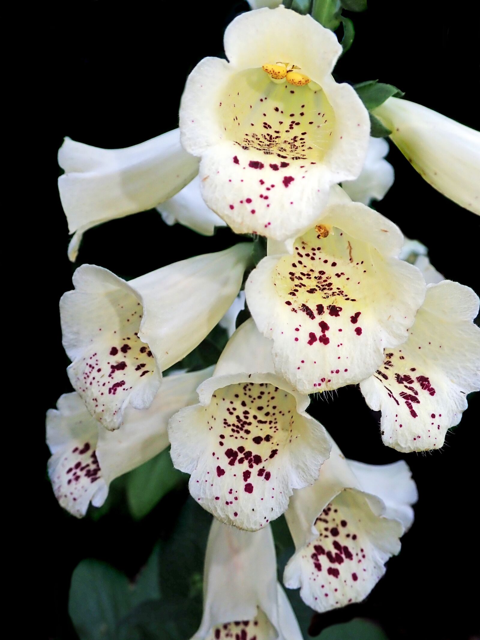 Olympus TG-5 sample photo. Flower, white, foxglove photography
