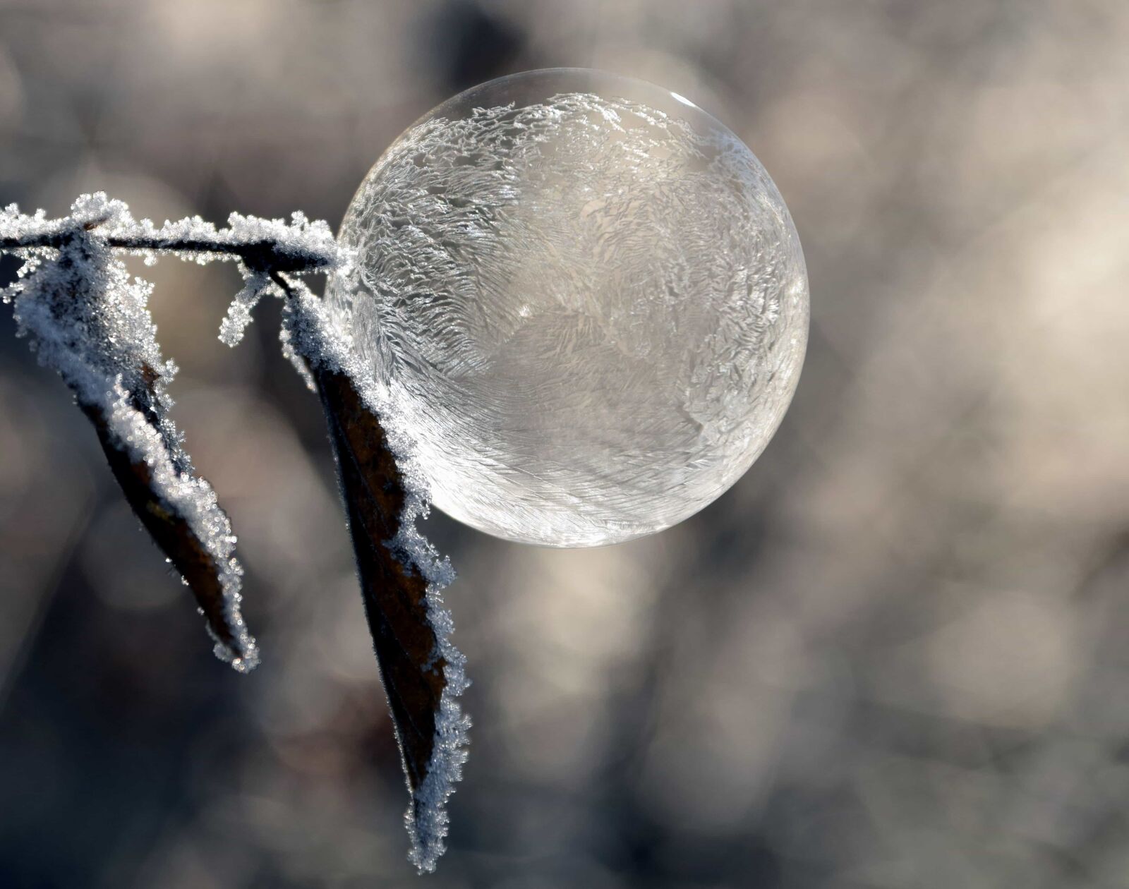 Nikon D3300 sample photo. Nature, winter, ice, ball photography