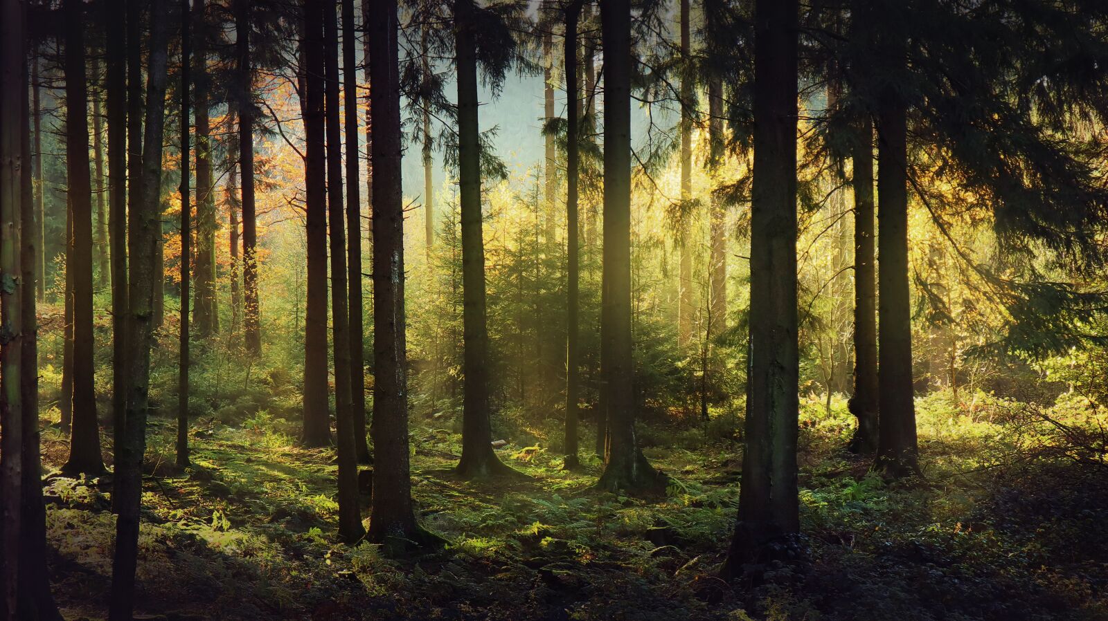 Canon EF-M 15-45mm F3.5-6.3 IS STM sample photo. Forest, sunbeam, nature photography