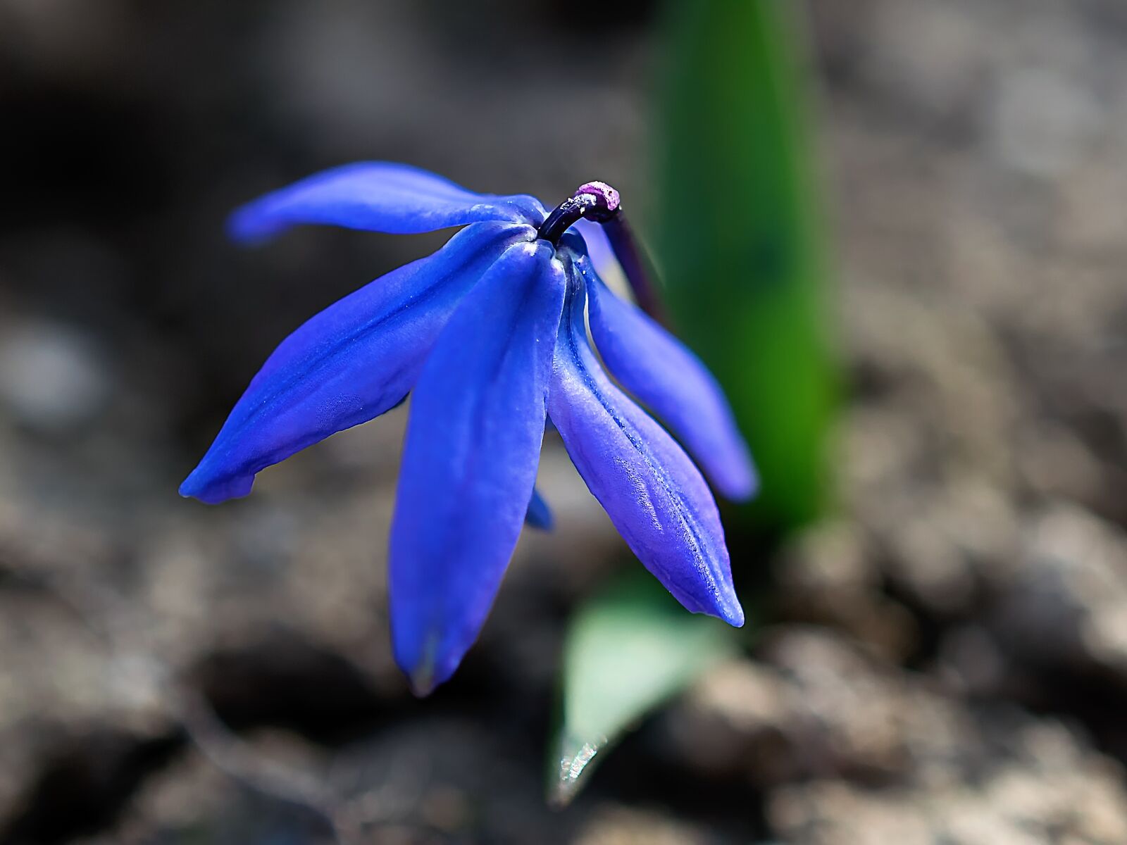 Nikon D3300 sample photo. Flower, plant, nature photography