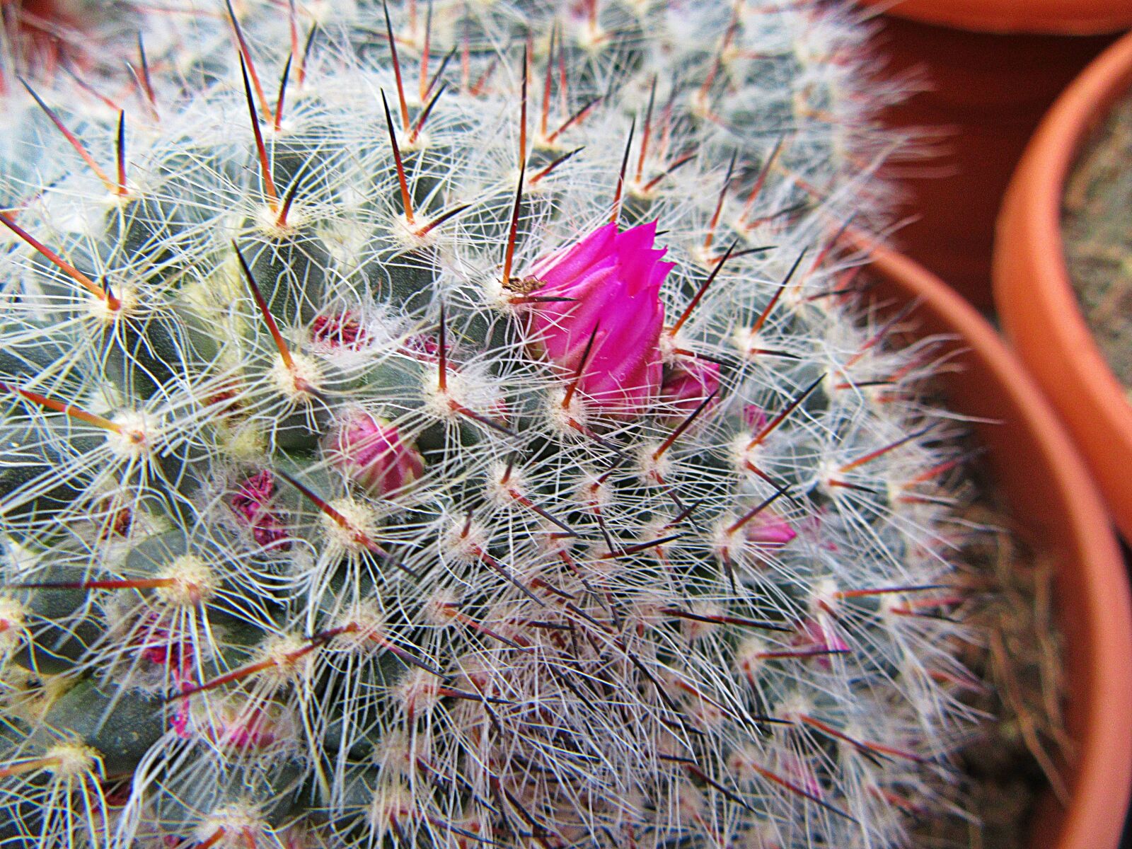 Canon PowerShot SX610 HS sample photo. Cactus, spines, plants photography
