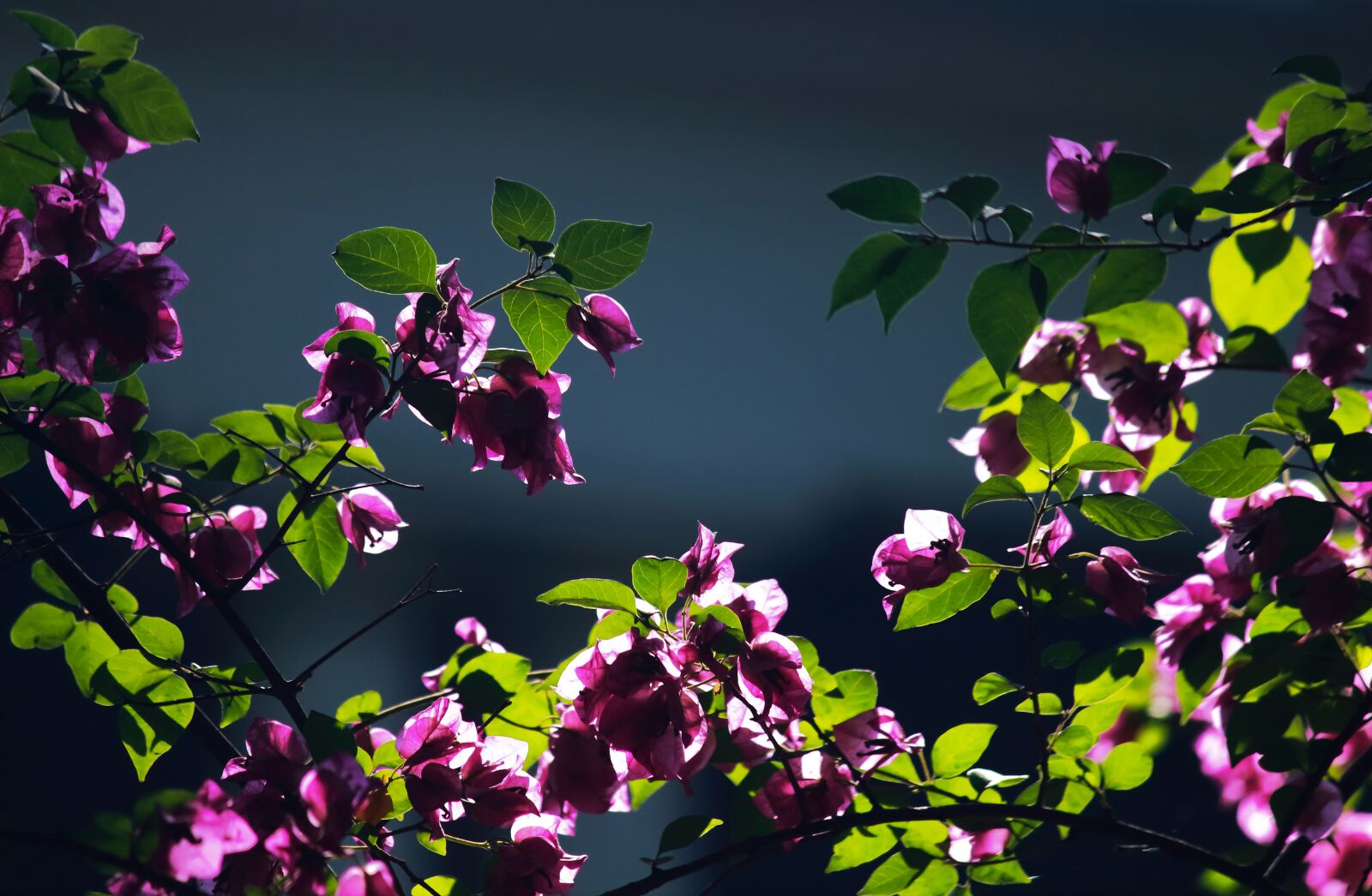 Canon EOS 700D (EOS Rebel T5i / EOS Kiss X7i) sample photo. Violet, backlight, flowers photography