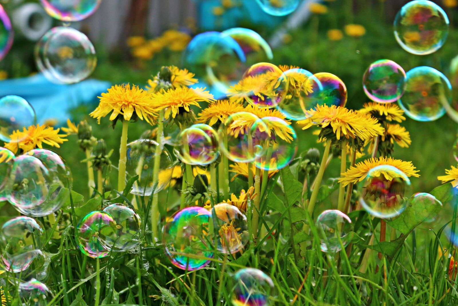 Canon EOS 100D (EOS Rebel SL1 / EOS Kiss X7) sample photo. Soap bubble, dandelion, flower photography