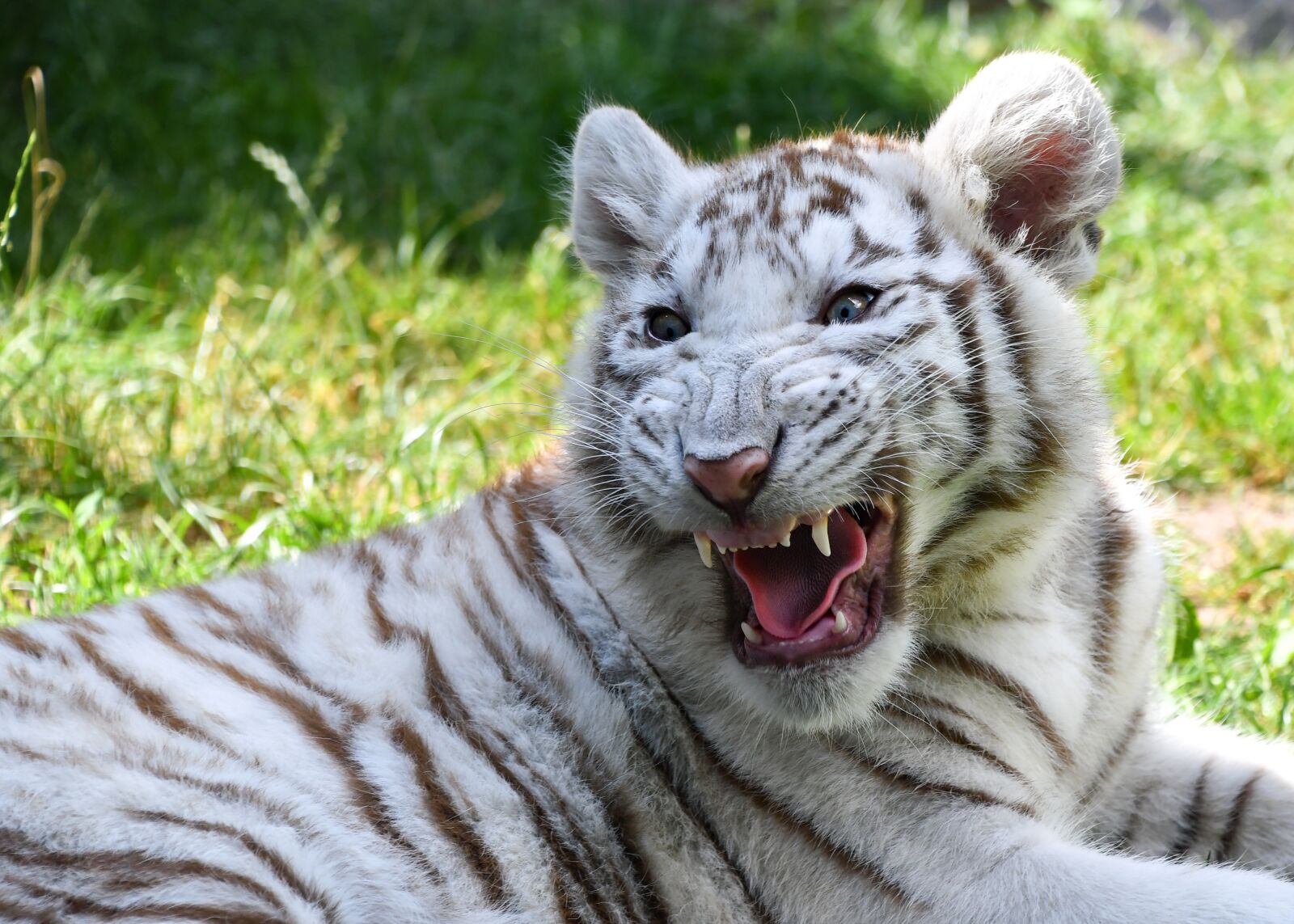 Nikon D500 sample photo. Tiger, white tiger, cub photography