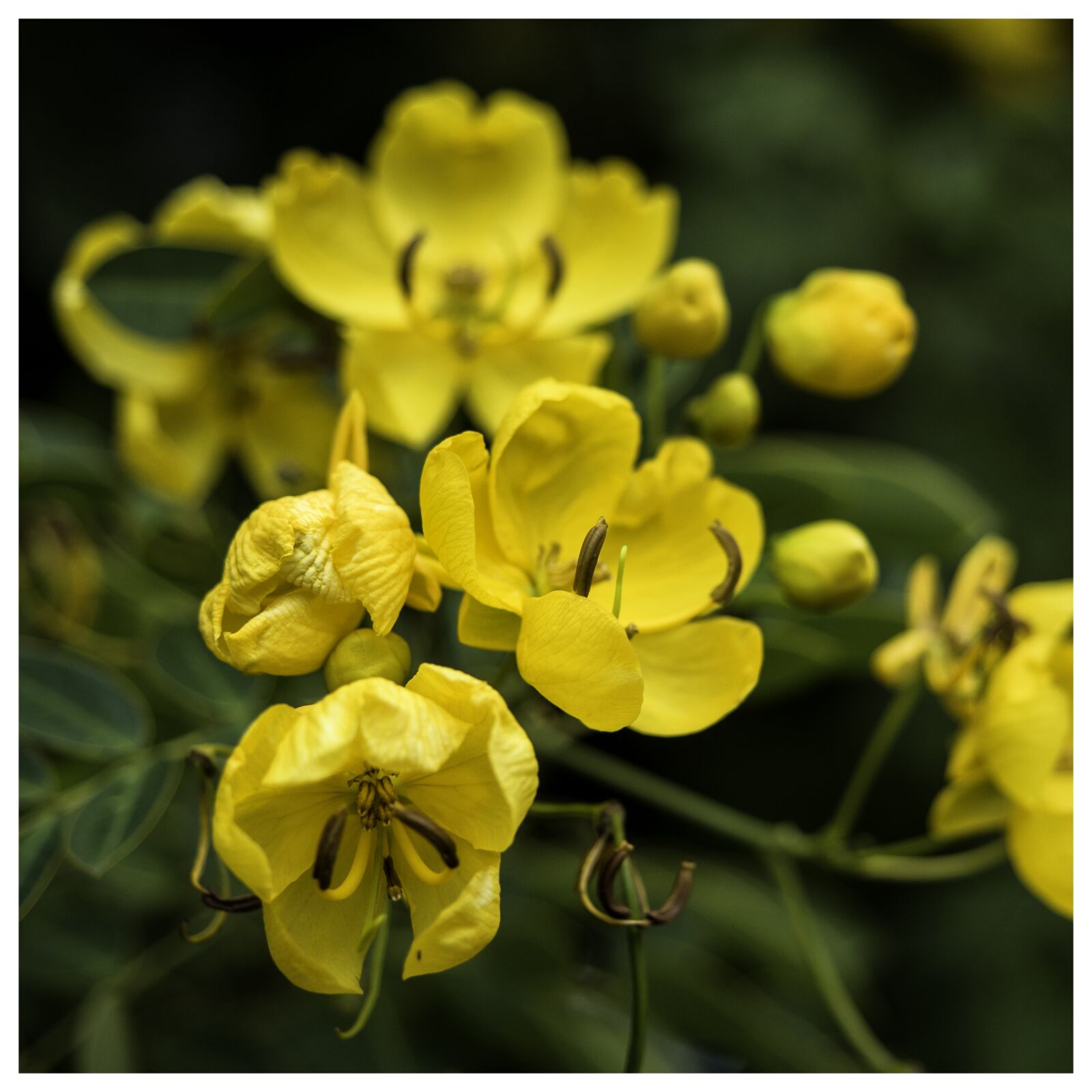 Olympus OM-D E-M5 sample photo. Flower, yellow, sweet pea photography