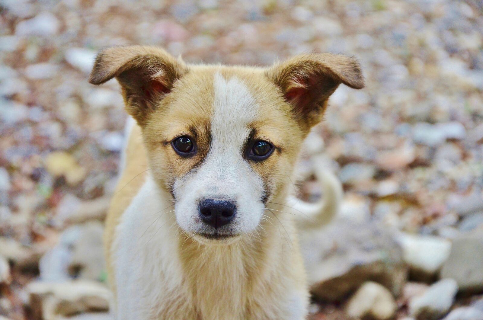 Nikon D7000 sample photo. Dog, animal, cute photography