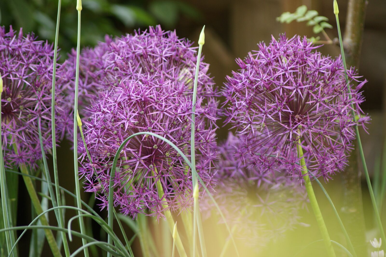 Sony Alpha DSLR-A390 sample photo. Alliums, flower, purple photography