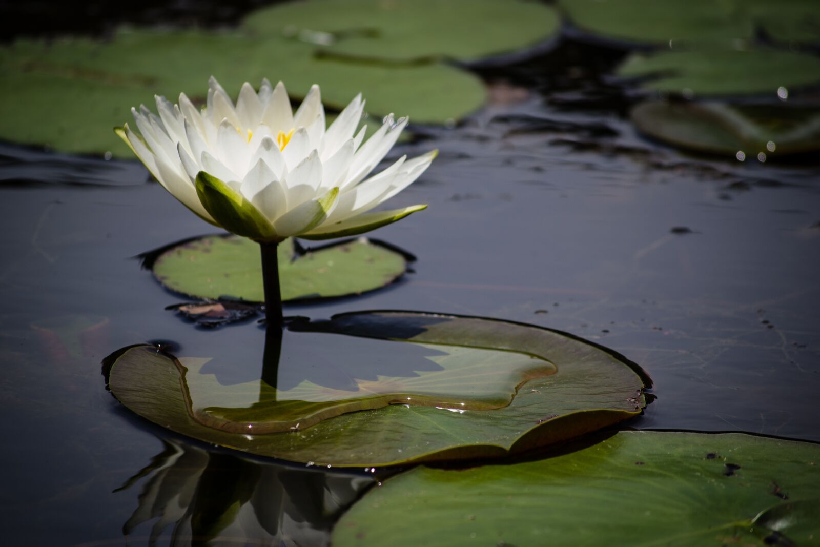 Nikon D3100 sample photo. Lily pad, white, nature photography
