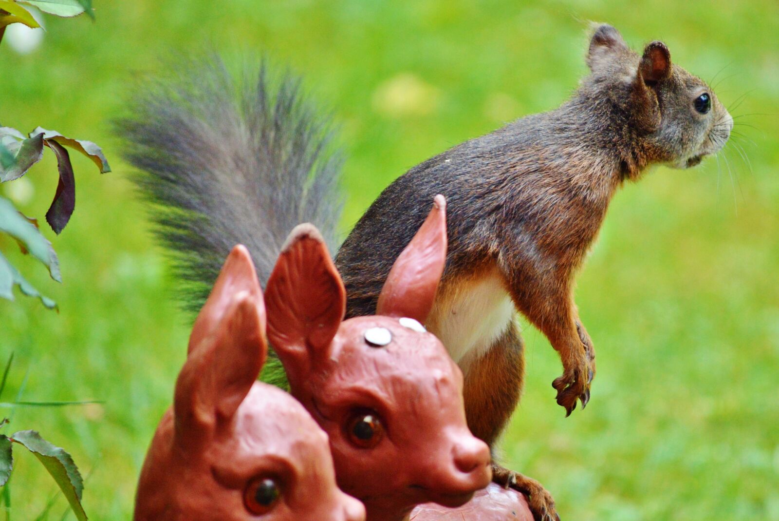 Nikon D3200 sample photo. Squirrel, nager, rodent photography