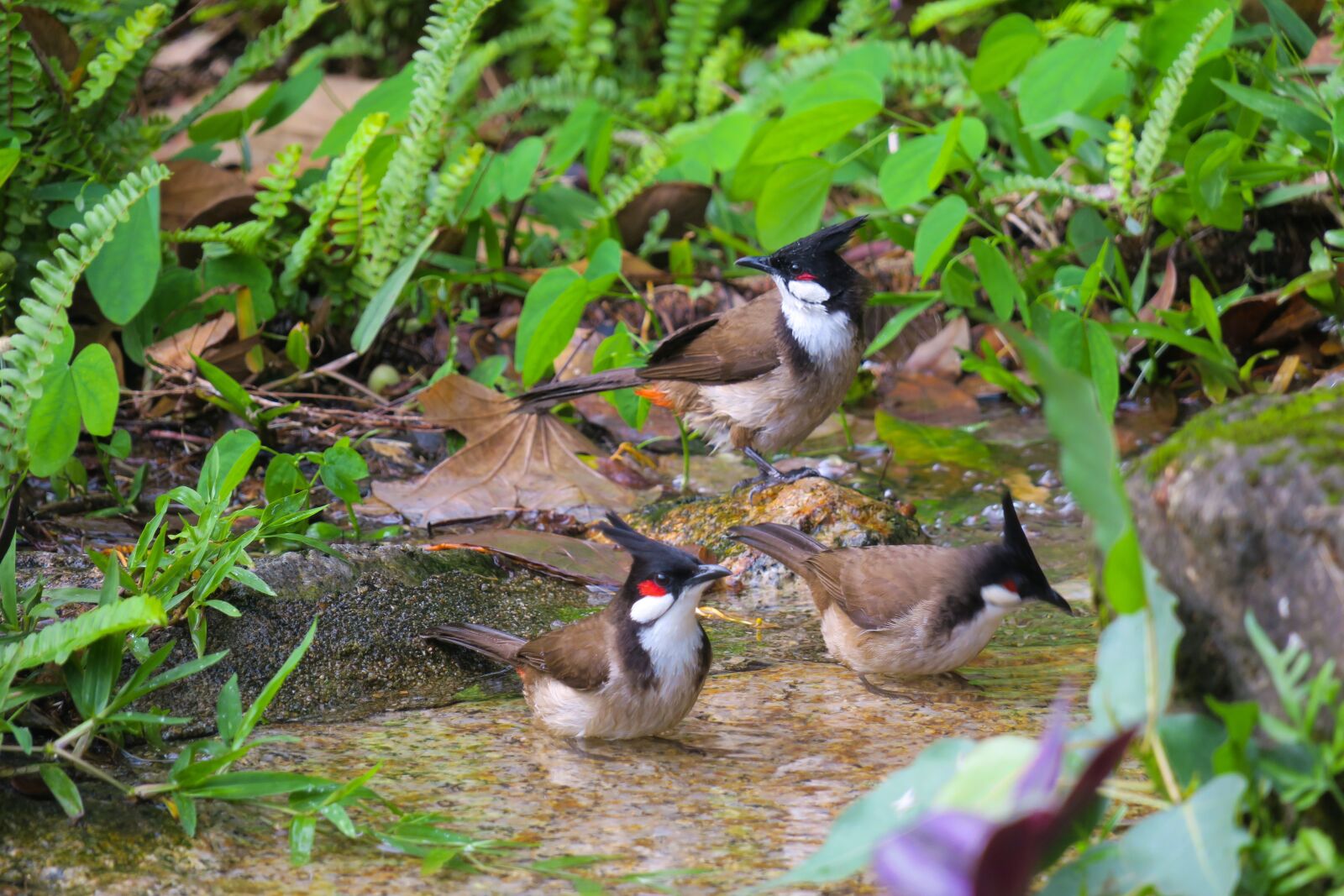 Canon PowerShot G3 X sample photo. 红耳鹎, nature, bird photography