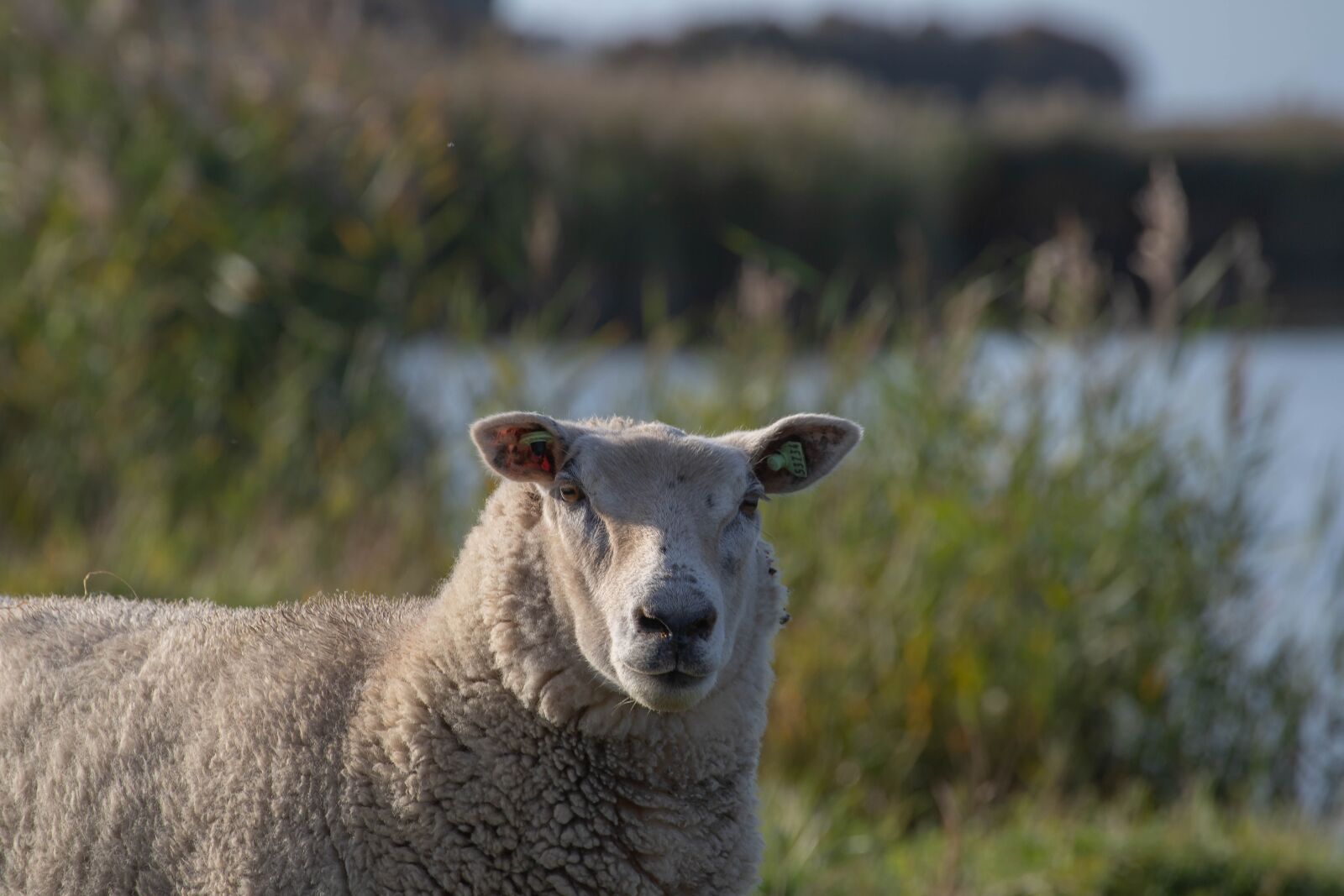 Canon EOS 6D Mark II sample photo. Sheep, wool, cattle photography