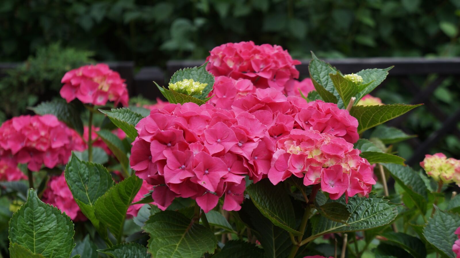 Sony Alpha a3000 sample photo. Hydrangea, pink, flowers photography