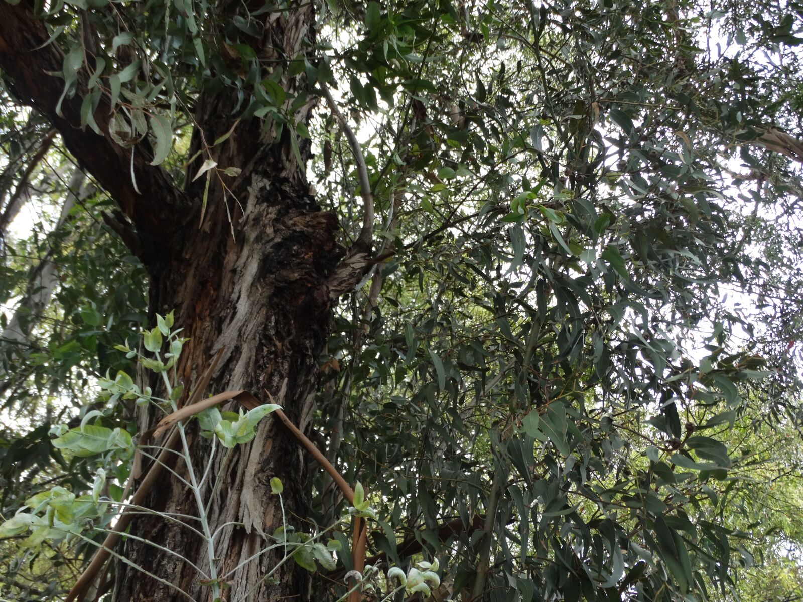 Sony Cyber-shot DSC-HX300 sample photo. Eucalyptus, tree, mediterranean photography