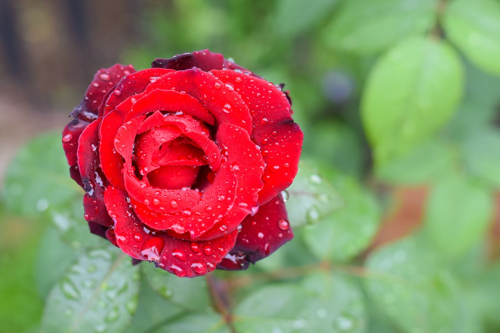 Nikon D3300 sample photo. Rose, flower, petal photography