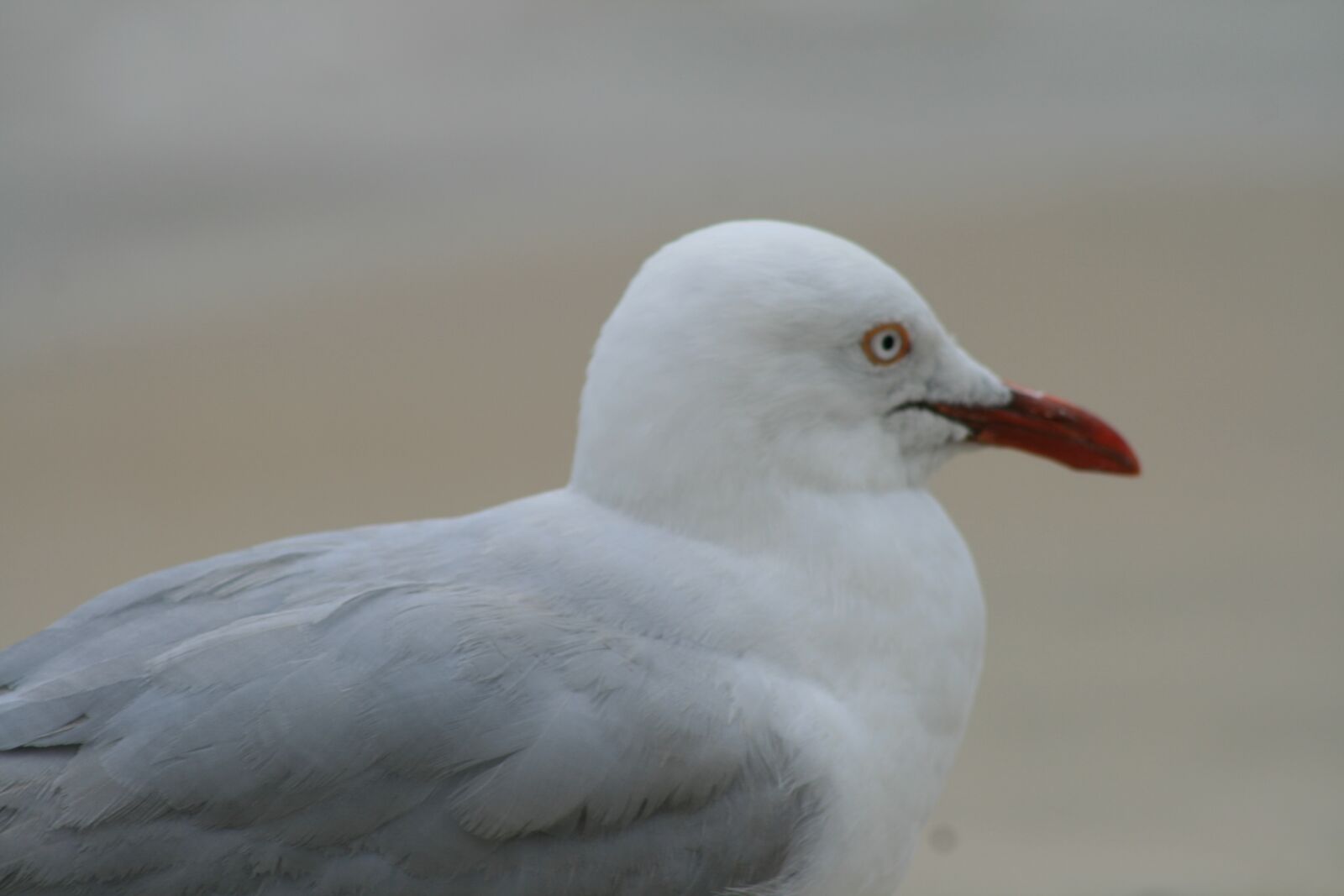 Canon EOS 400D (EOS Digital Rebel XTi / EOS Kiss Digital X) sample photo. Sea bird, seagull, animal photography