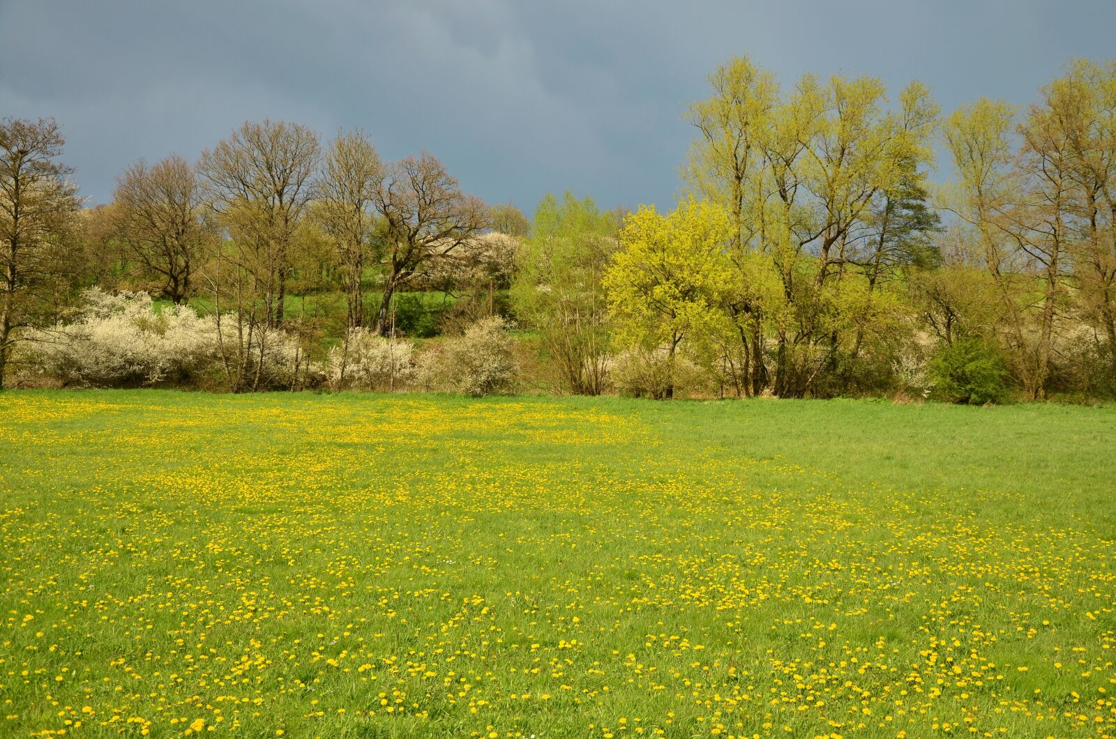 Nikon D5100 sample photo. Spring meadow, meadow, april photography