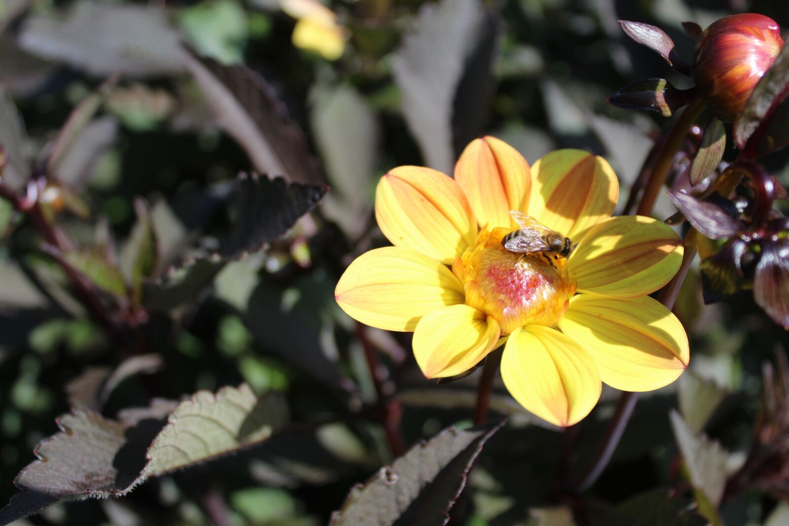 Canon EOS 1300D (EOS Rebel T6 / EOS Kiss X80) sample photo. Dahlia, flower, flower garden photography