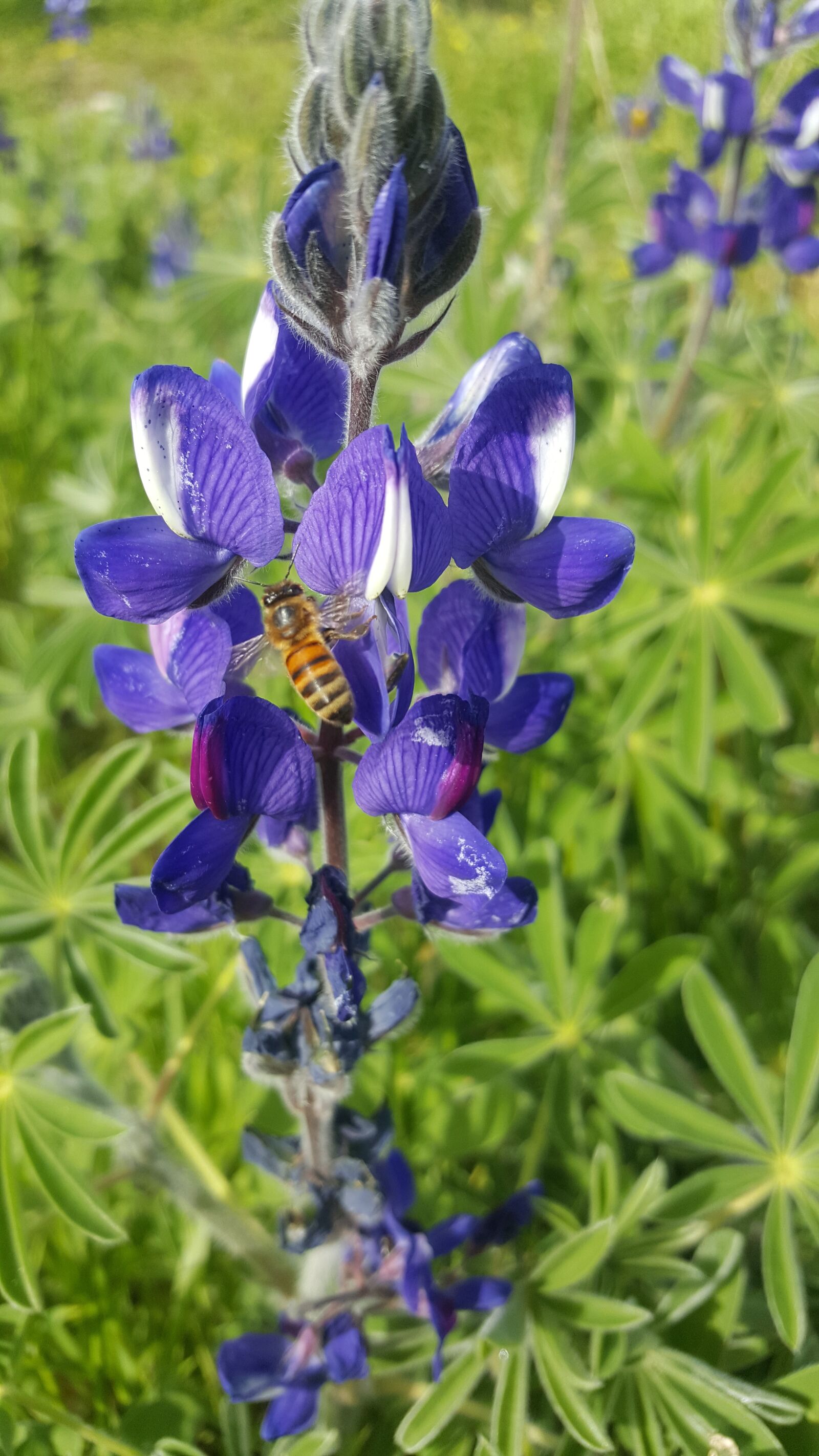 Samsung Galaxy S6 sample photo. Nature, flower, summer photography