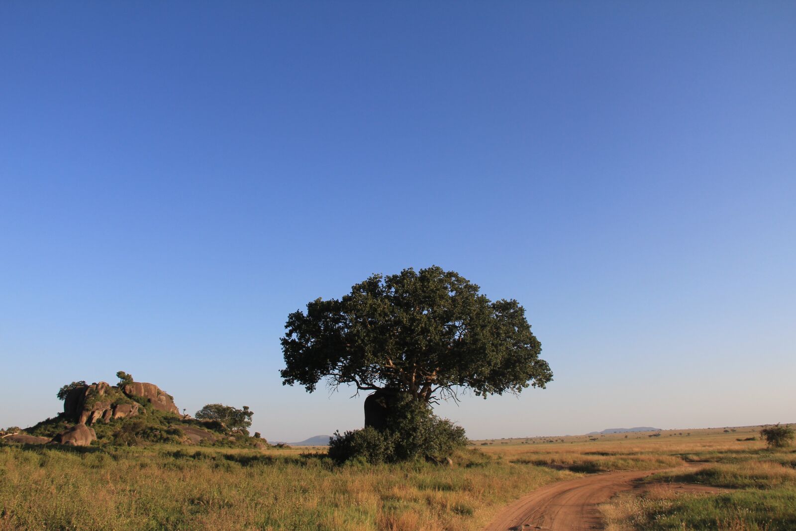 Canon EF-S 18-200mm F3.5-5.6 IS sample photo. Landscape, tree, nature photography