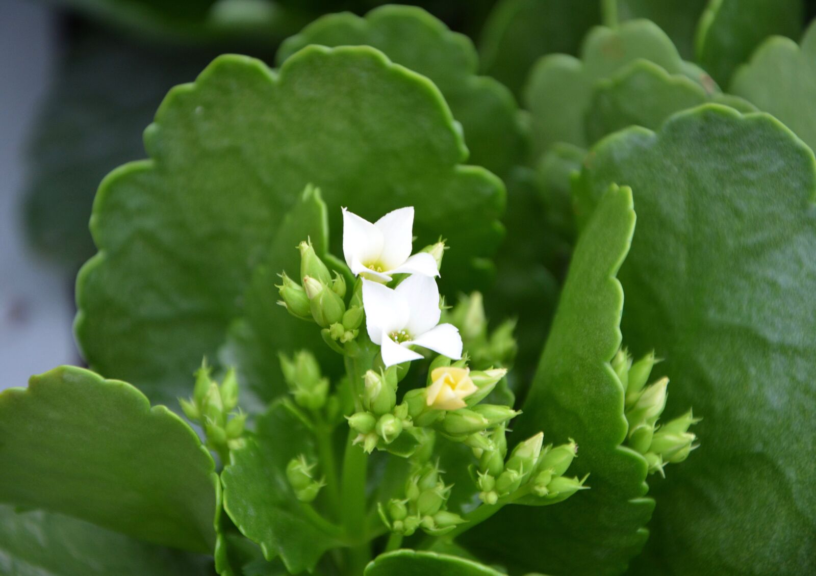 Nikon D5200 sample photo. Succulent, white flowers, green photography