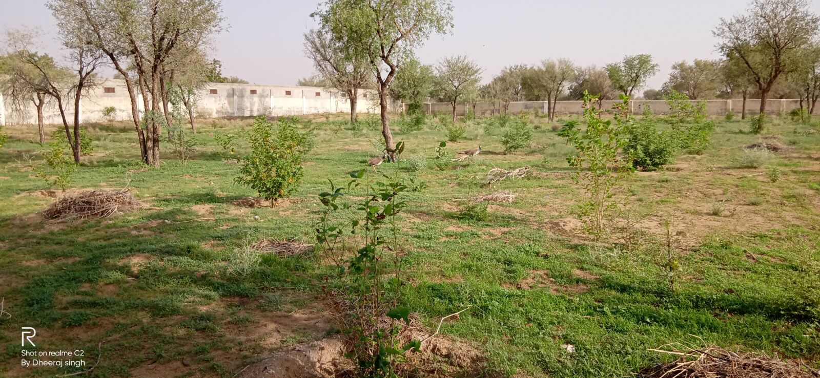 Realme C2 sample photo. Nature, green, natural beauty photography