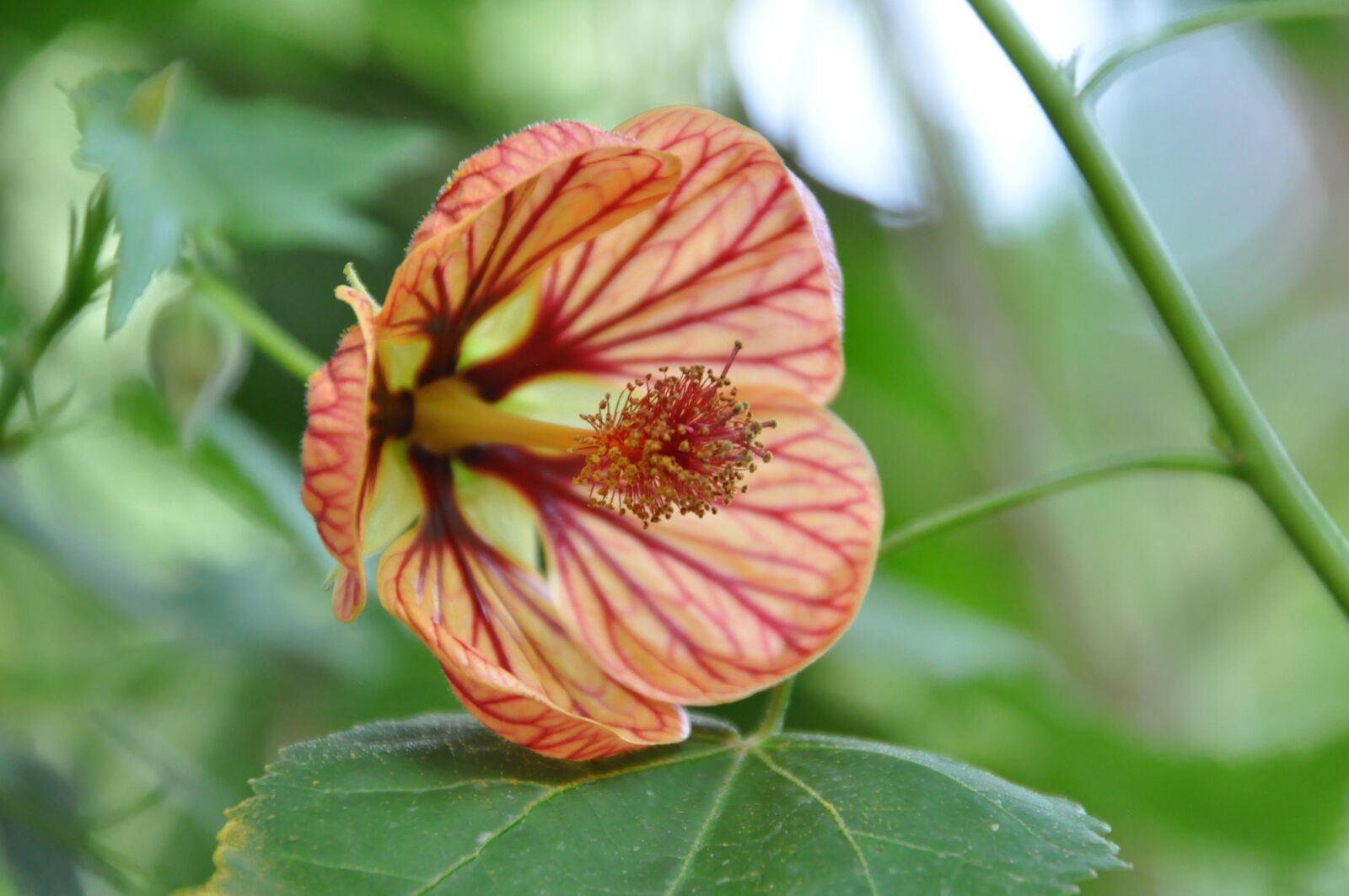 Nikon D90 sample photo. Flower, autumn, orange photography