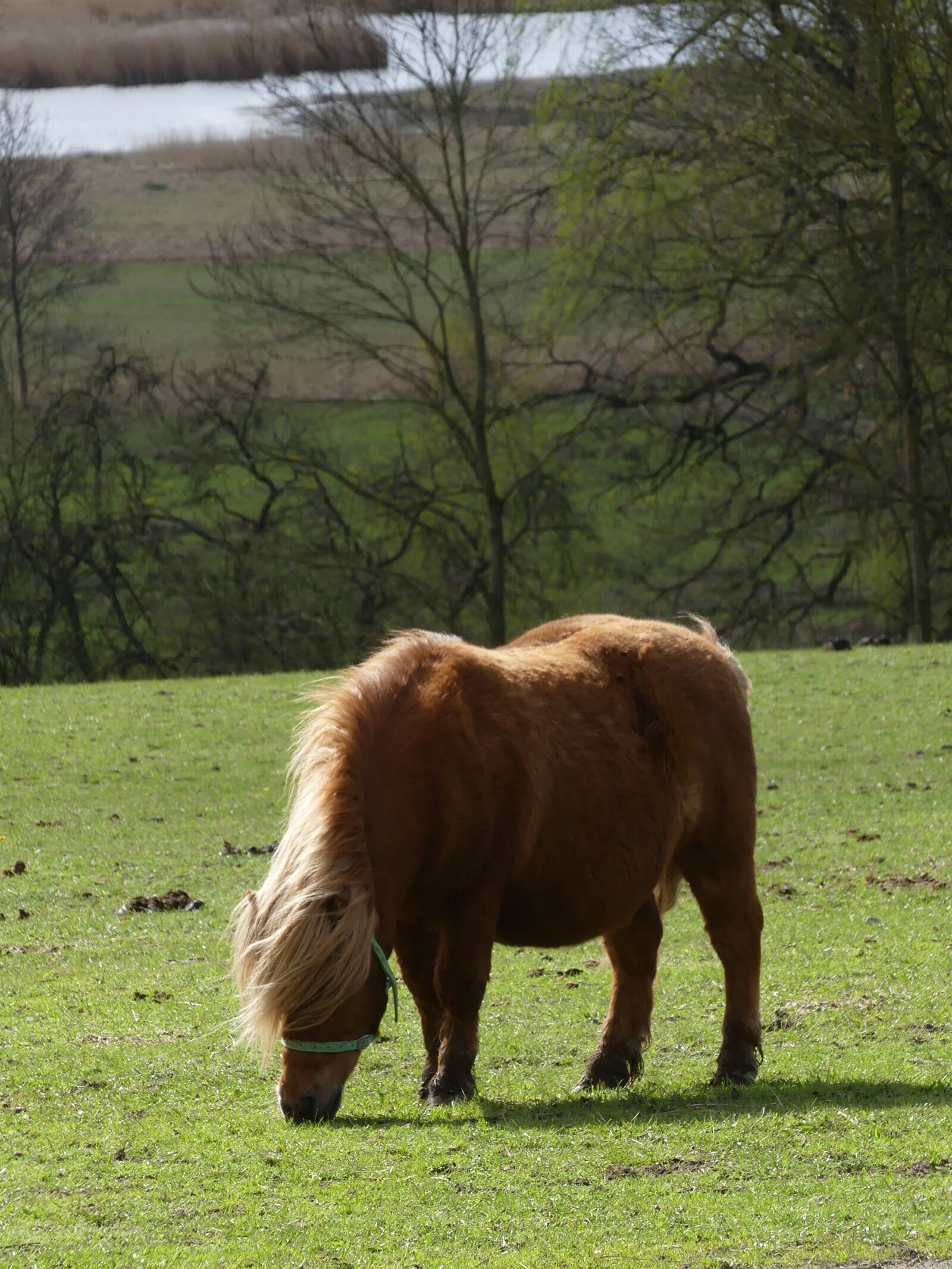 Panasonic Lumix DMC-FZ300 sample photo. Pony, horse, meadow photography
