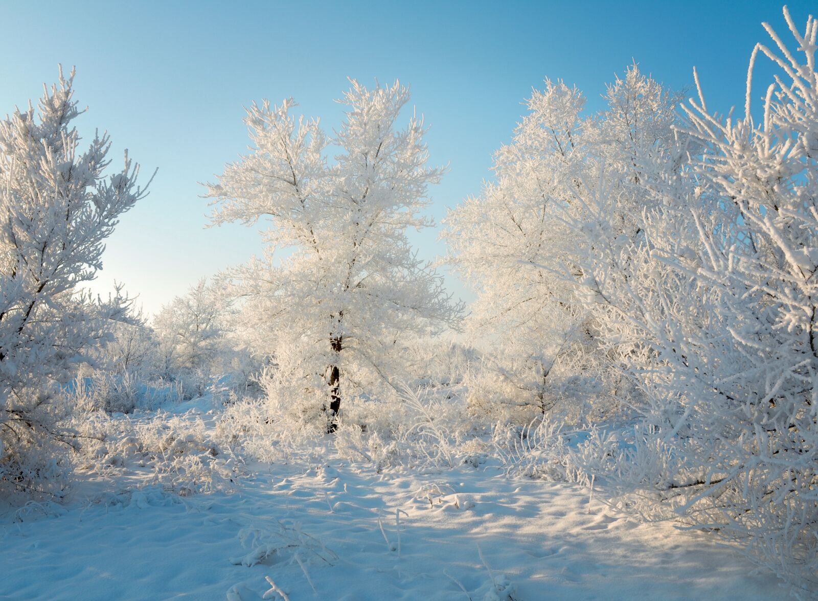 Nikon D5000 sample photo. Winter, snow, forest photography