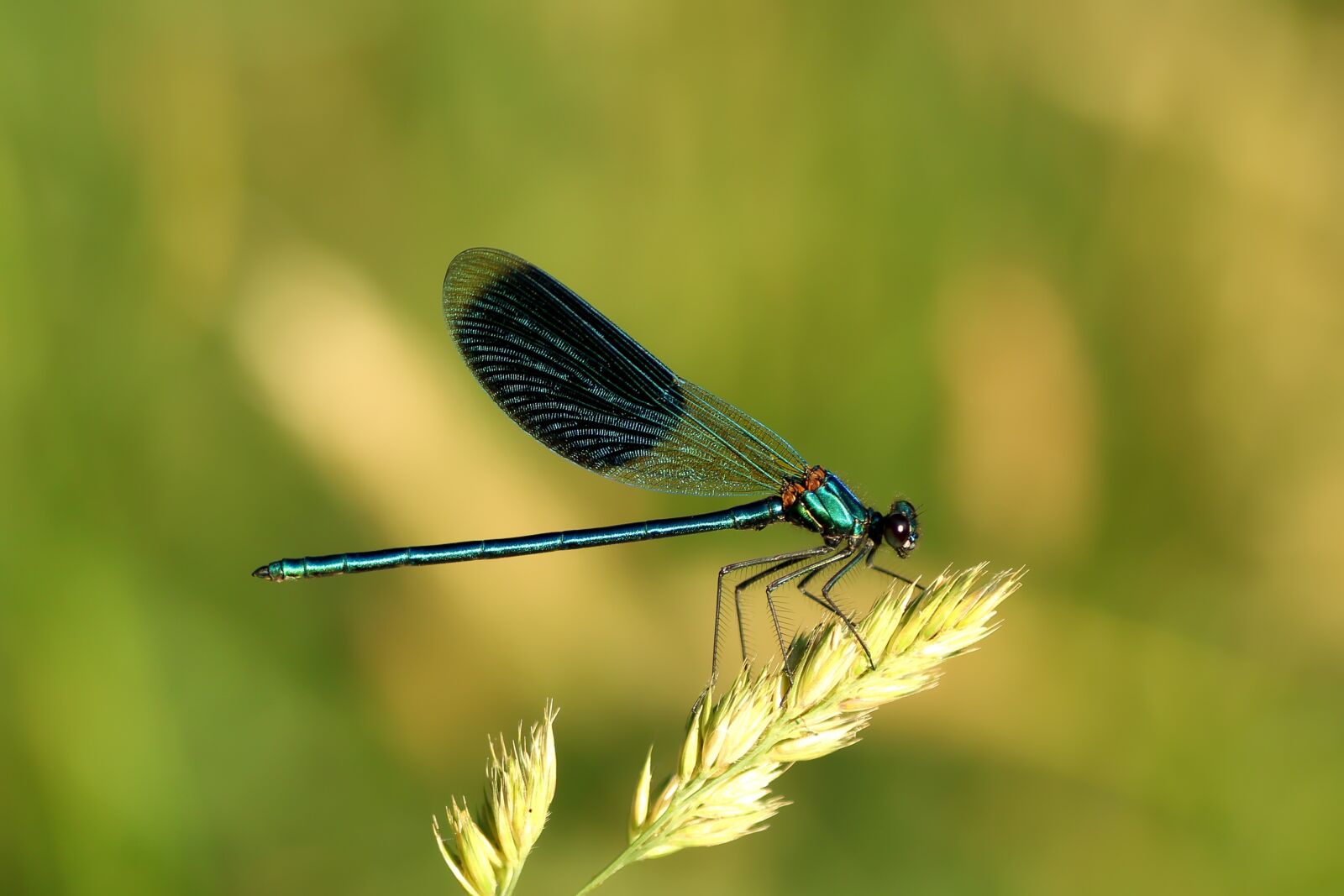 Tamron SP 90mm F2.8 Di VC USD 1:1 Macro sample photo. Banded demoiselle, dragonfly, blue photography