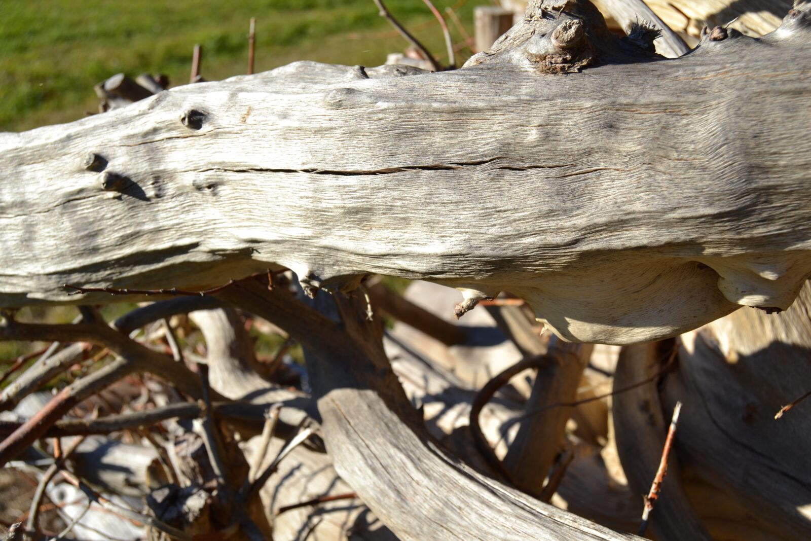 Nikon D3100 sample photo. Wood, tree, nature photography