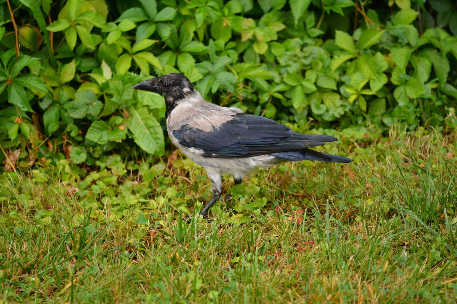 Nikon D7100 sample photo. Crow, raven, young crow photography