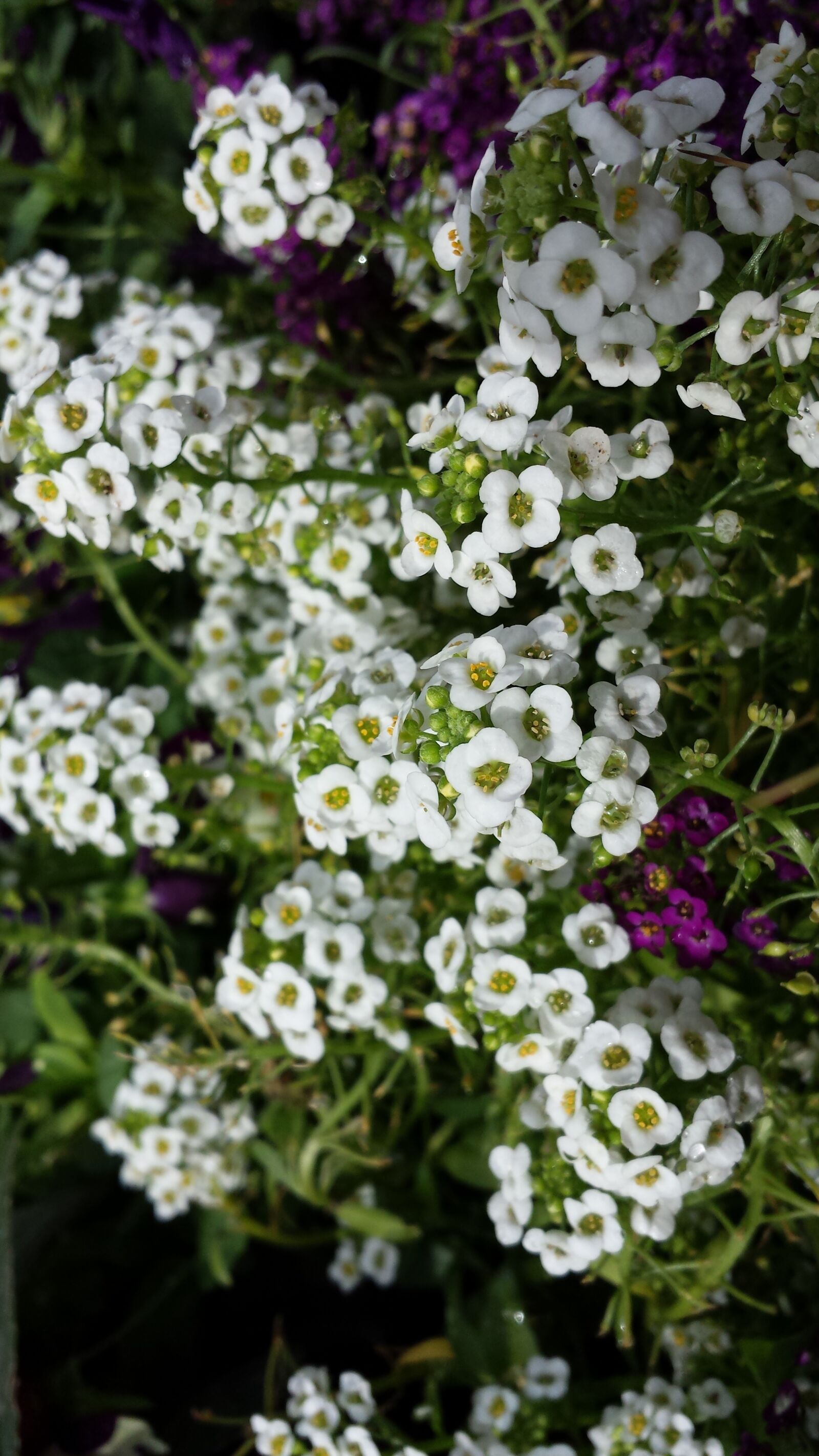 Samsung Galaxy S4 sample photo