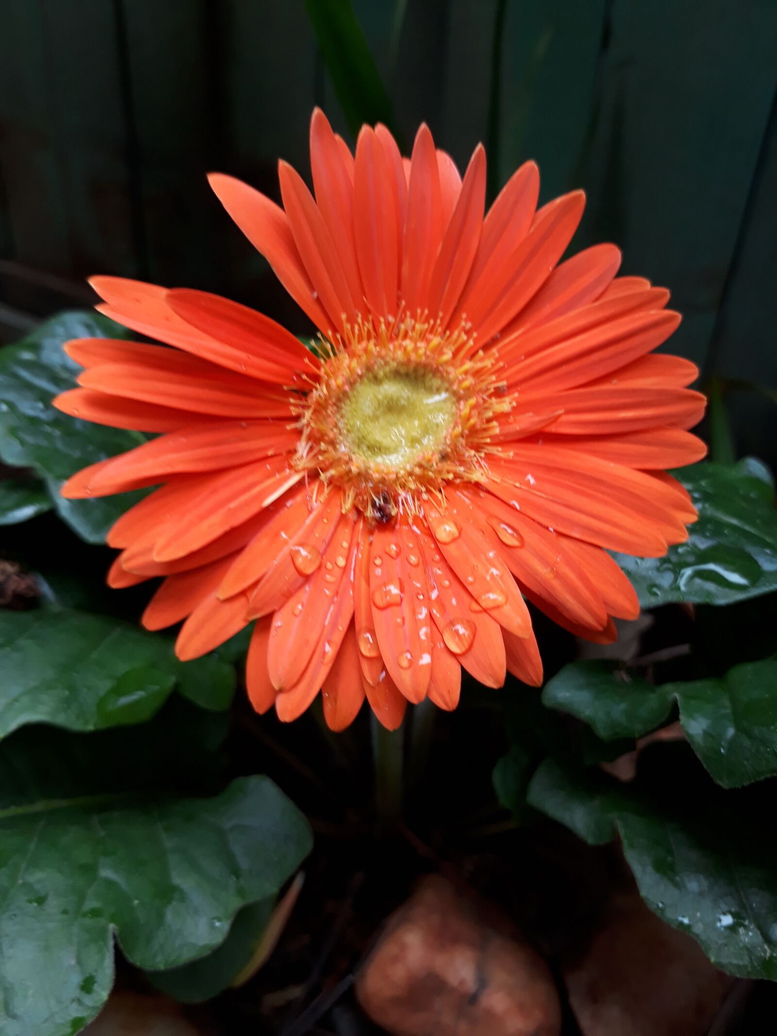 Samsung Galaxy J5 Prime sample photo. Flower, yerbera, plants photography