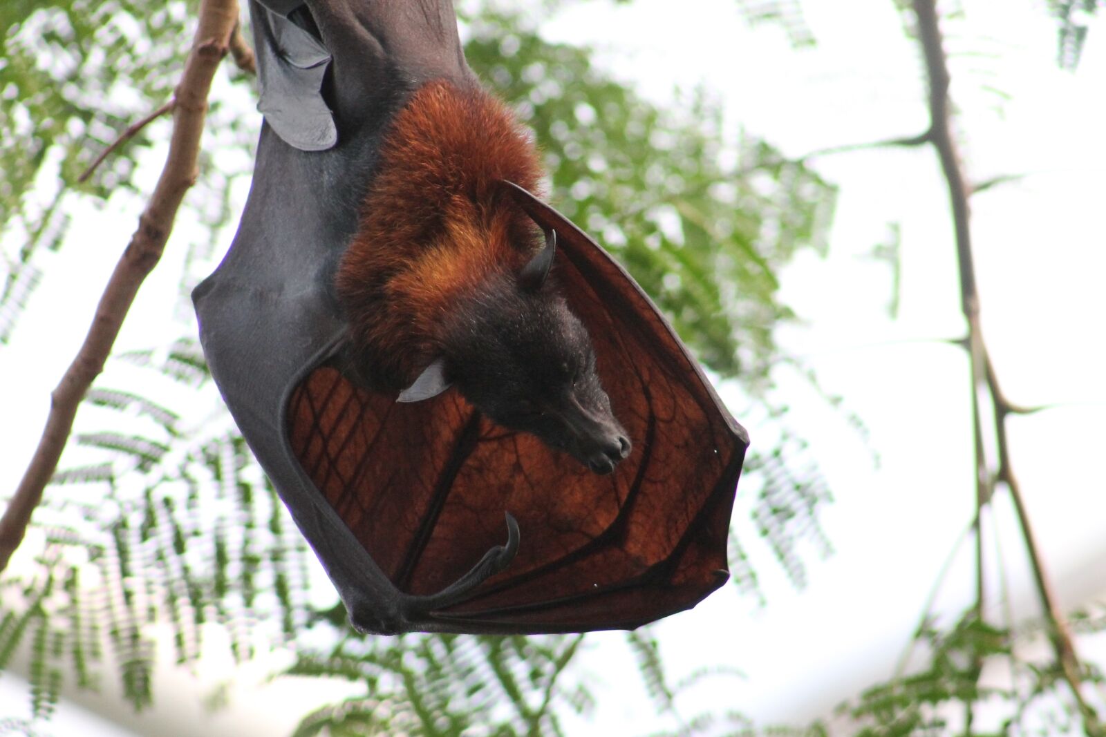 Canon EF75-300mm f/4-5.6 sample photo. Bat, zoo, nature photography