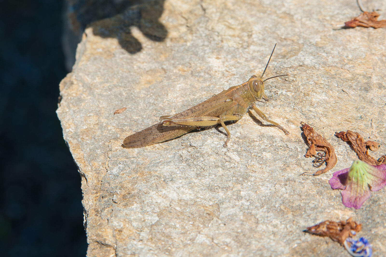 Nikon D700 sample photo. Animal, colors, daylight, environment photography