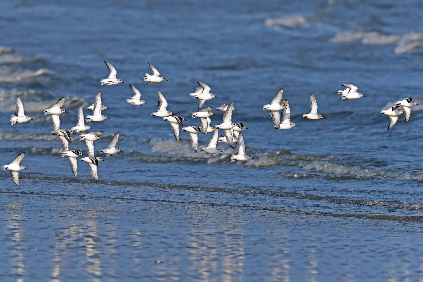 Nikon D500 sample photo. Sanderlings, wader, north sea photography