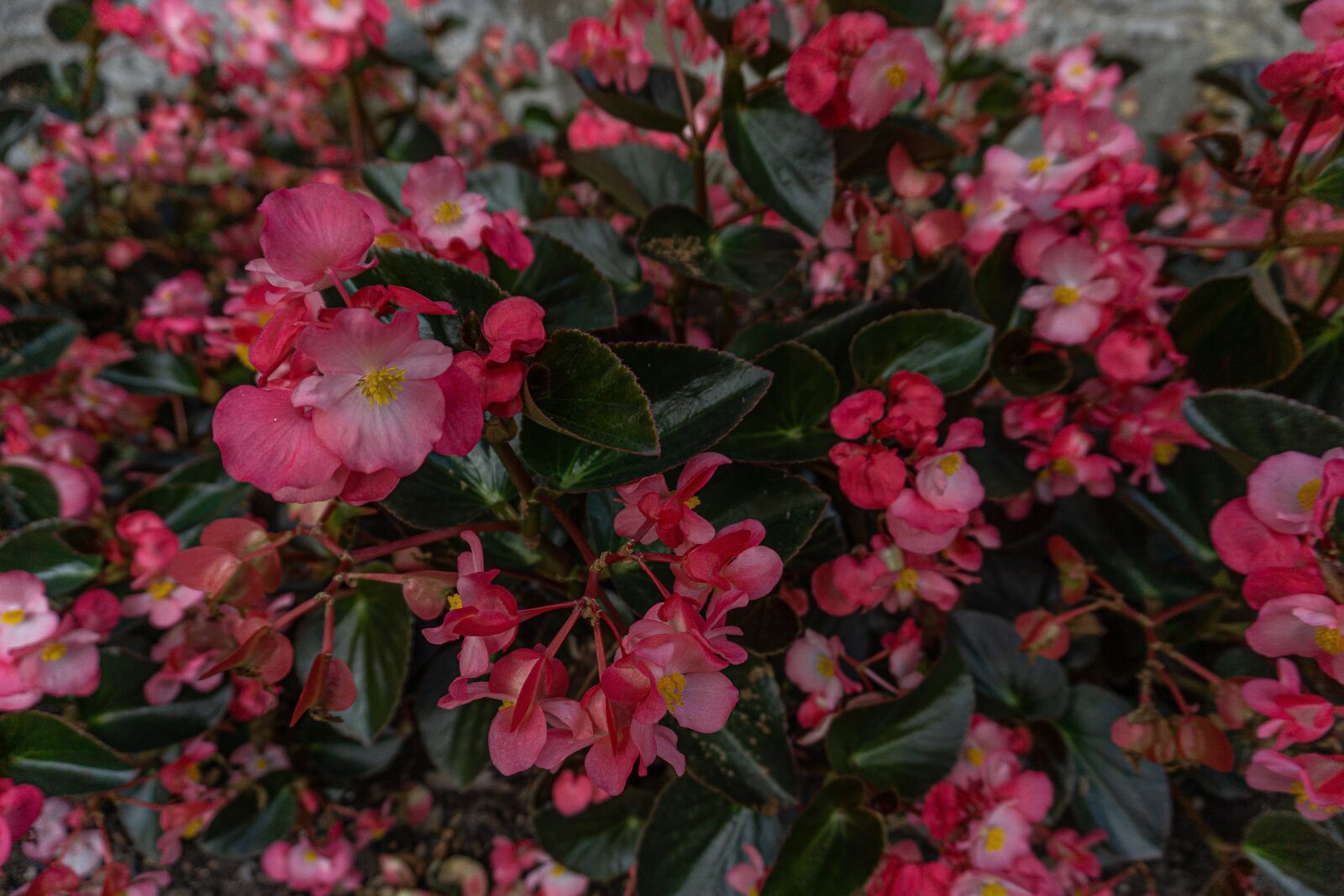 Sony a5100 sample photo. Begonia, flowers, blurred background photography