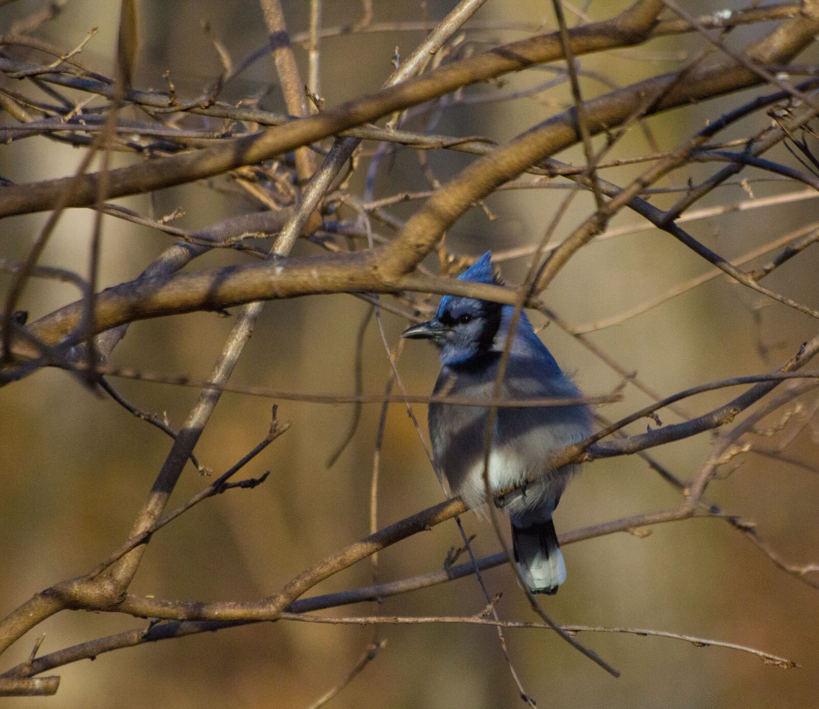 Canon EOS 60D sample photo. Jay, bird, bluejay photography