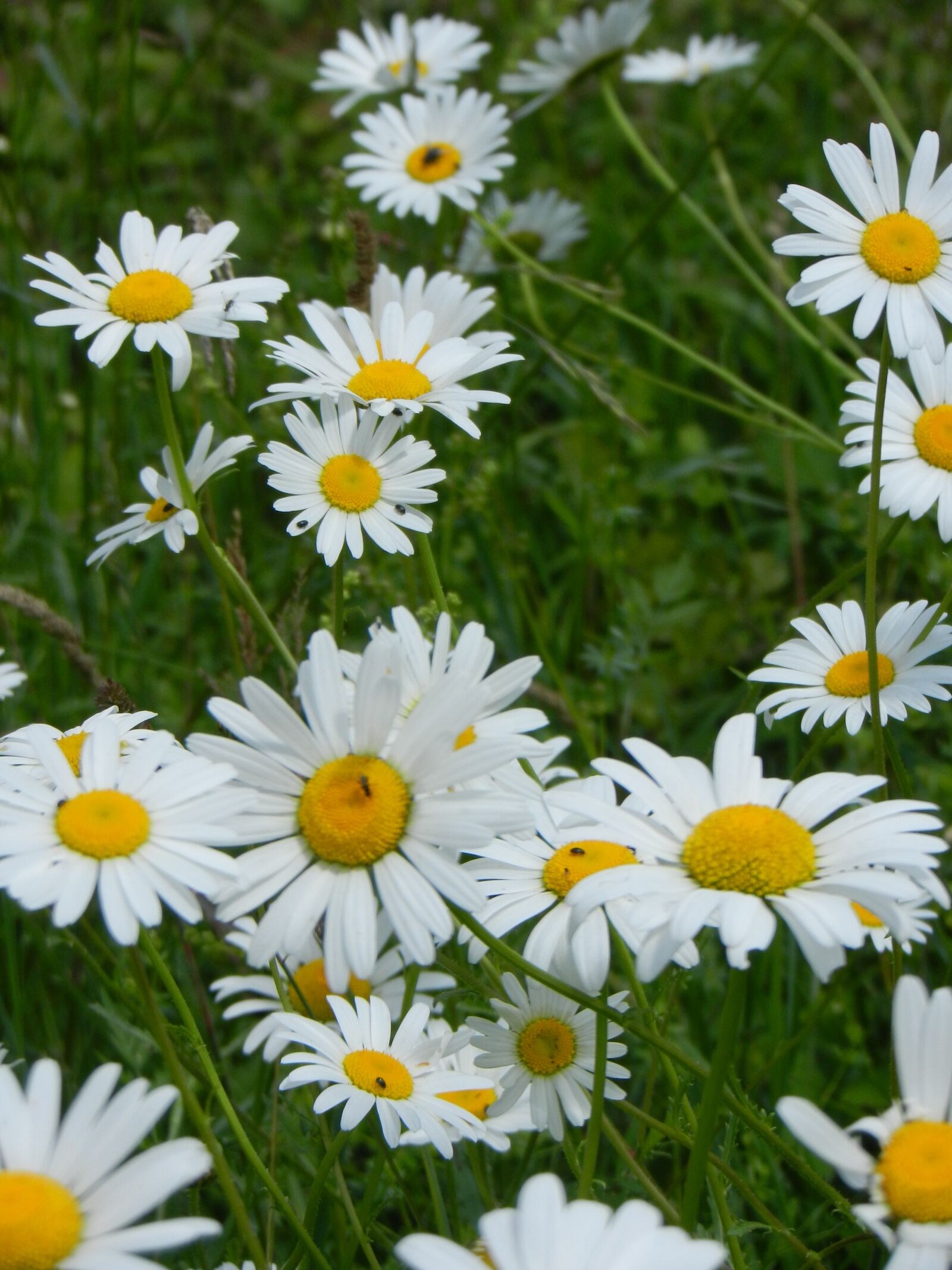 Nikon Coolpix S9100 sample photo. Daisies, flowers, nature photography