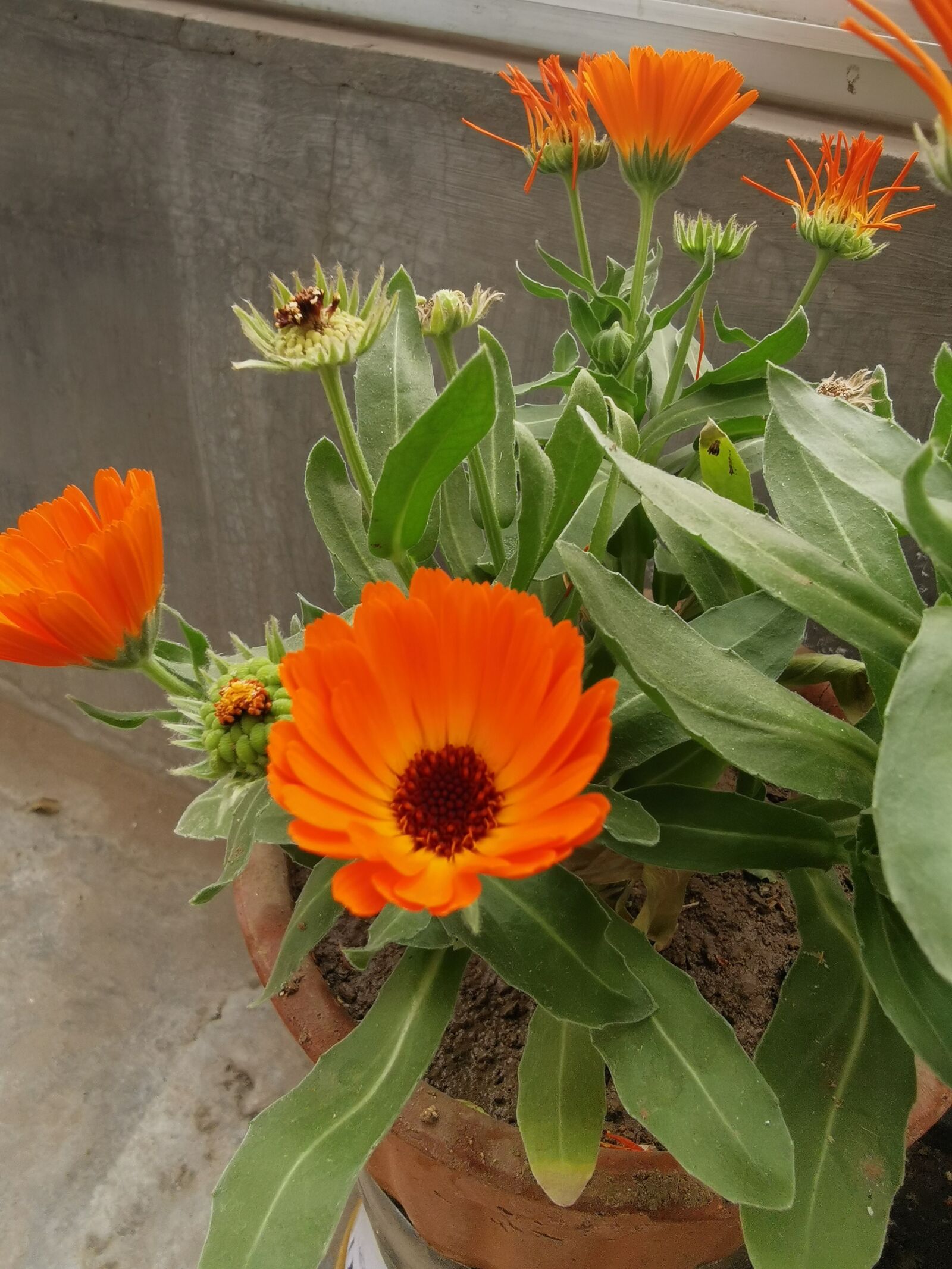 HUAWEI P30 sample photo. Flower, chrysanthemum, bloom photography