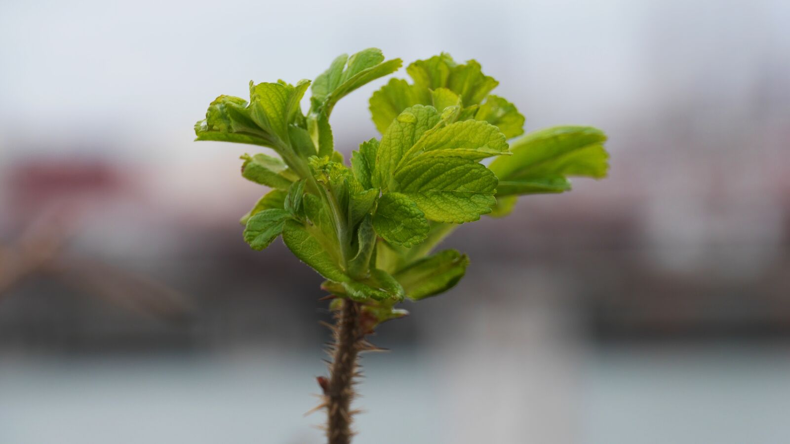 Panasonic Lumix DMC-GH3 sample photo. Leaf, plants, nature photography