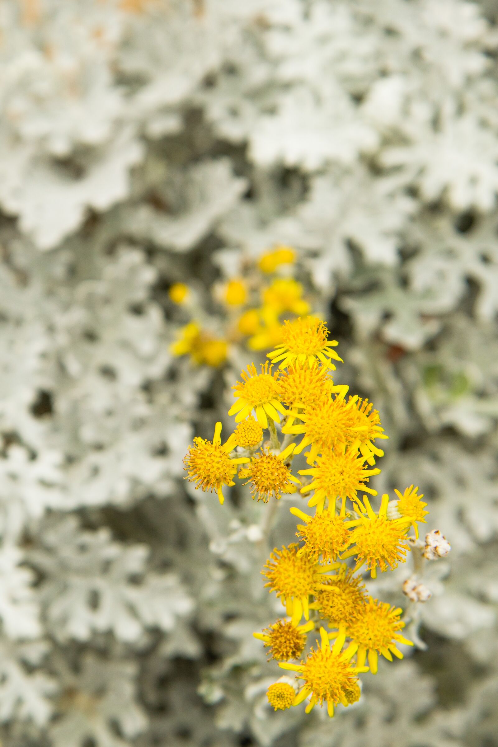 Canon EOS 550D (EOS Rebel T2i / EOS Kiss X4) sample photo. Flowers, frost, yellow photography