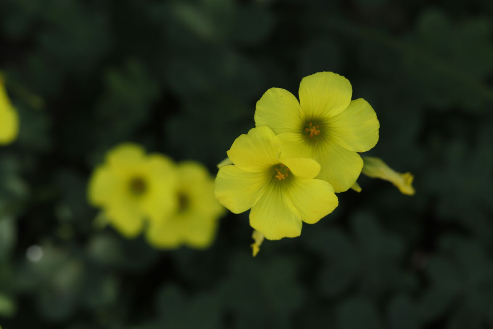 Canon EOS 200D (EOS Rebel SL2 / EOS Kiss X9) sample photo. Flower, yellow, flowers photography