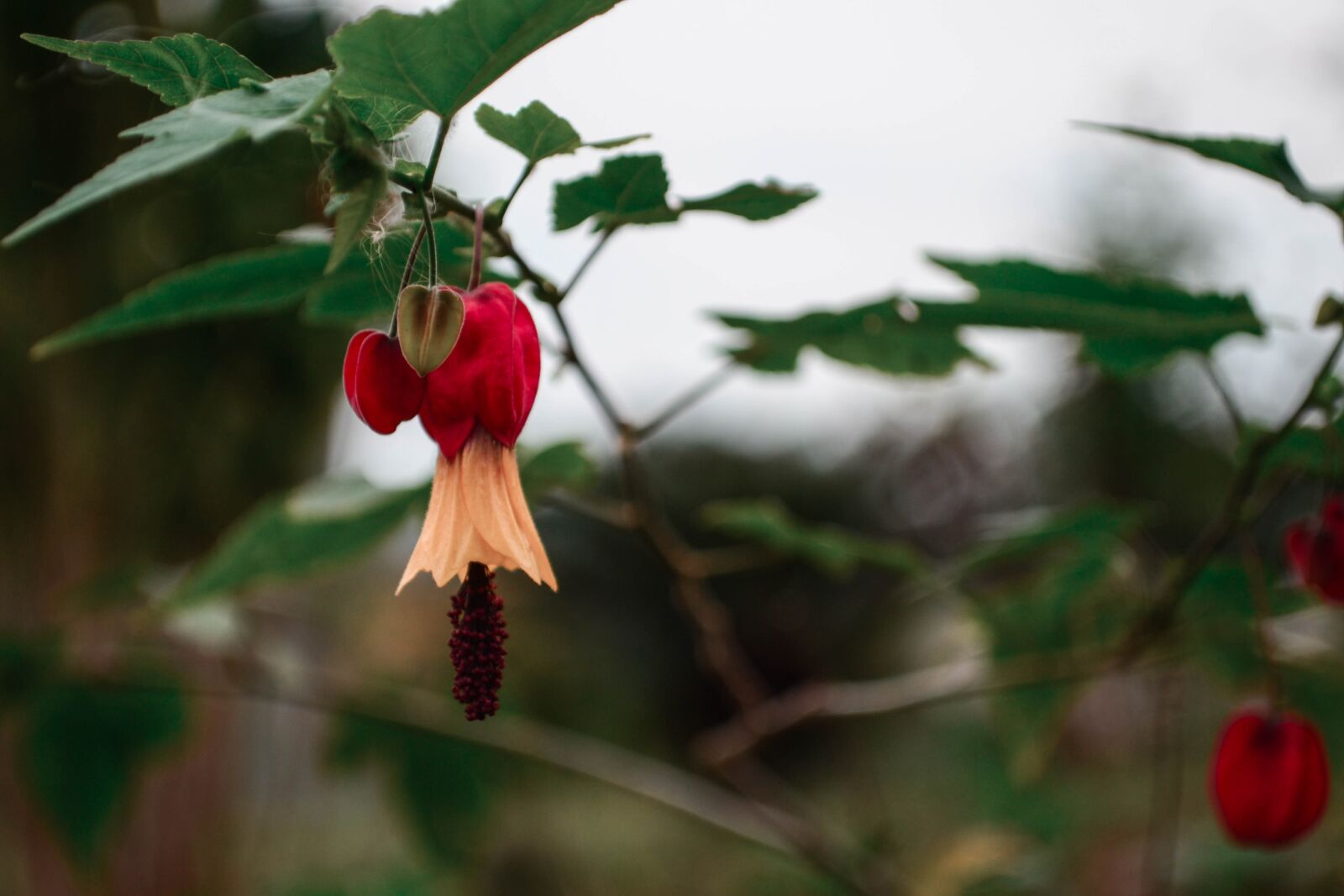Nikon D3100 sample photo. Flower, delicate, blossom photography
